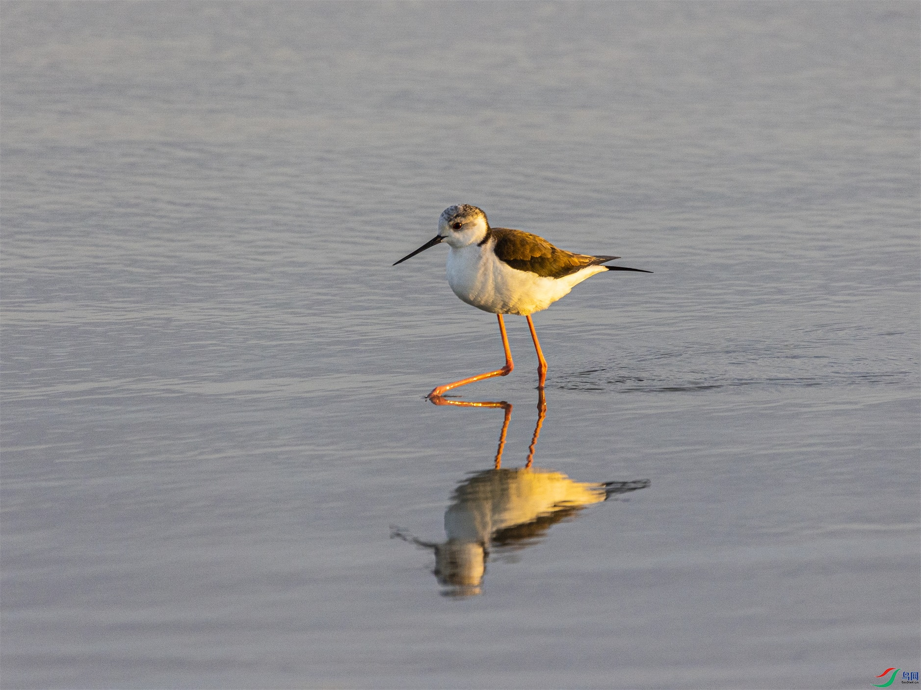 1K3A6243 ����1.jpg