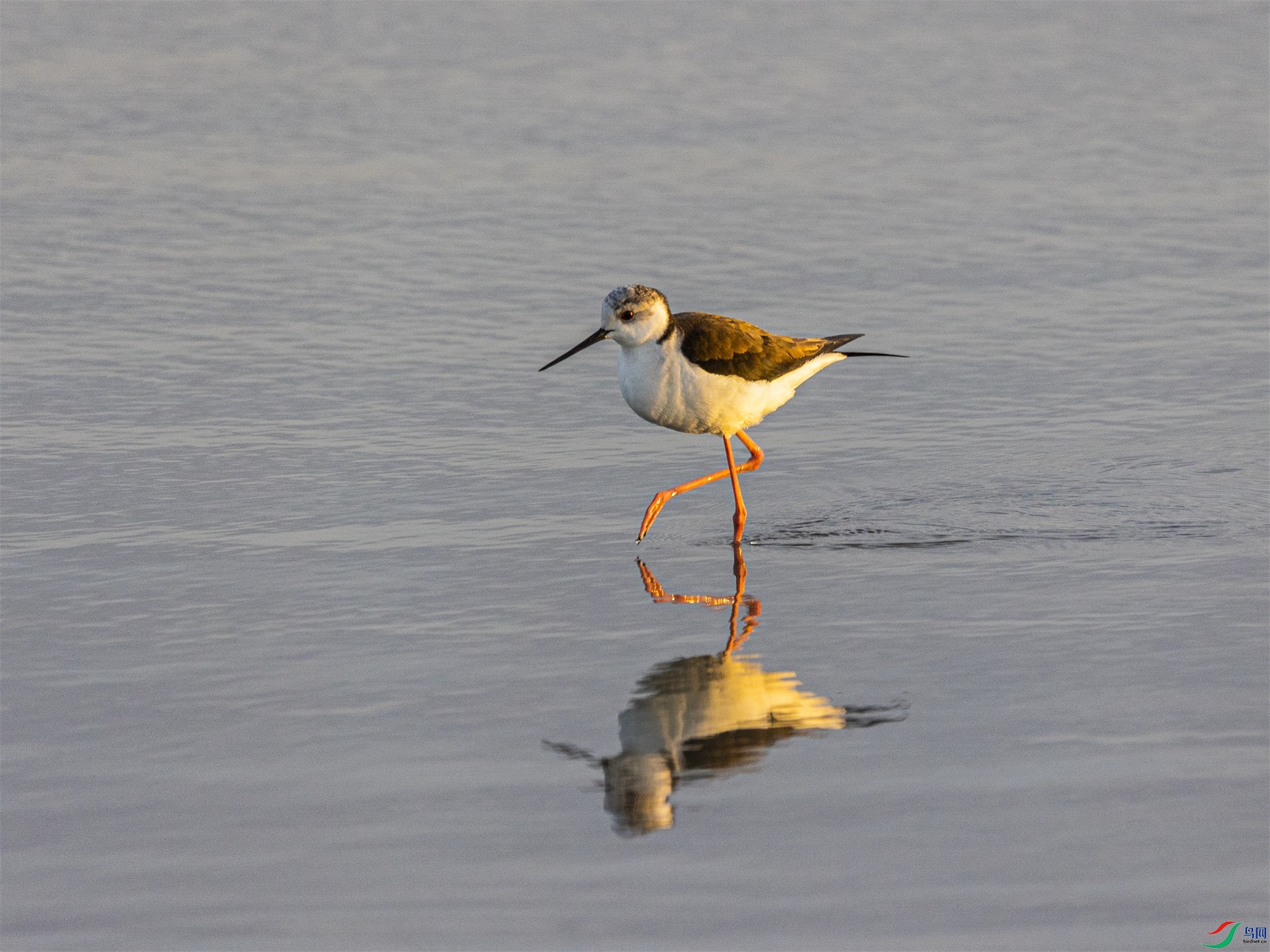 1K3A6242 ����1.jpg