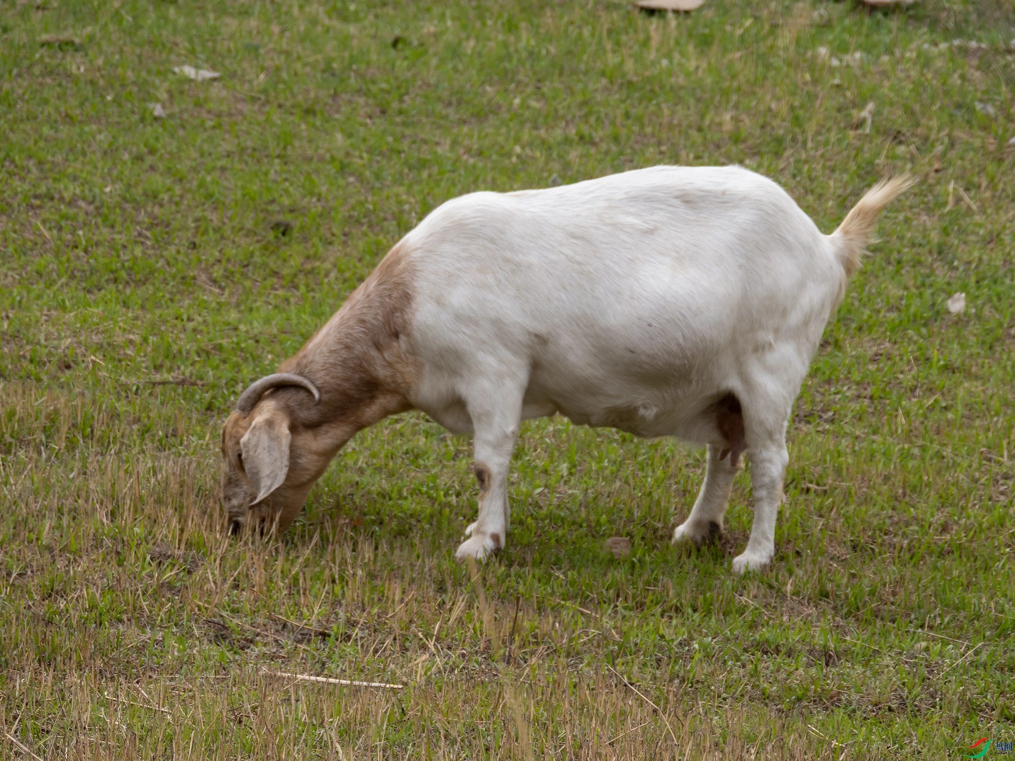 P4170413.jpg