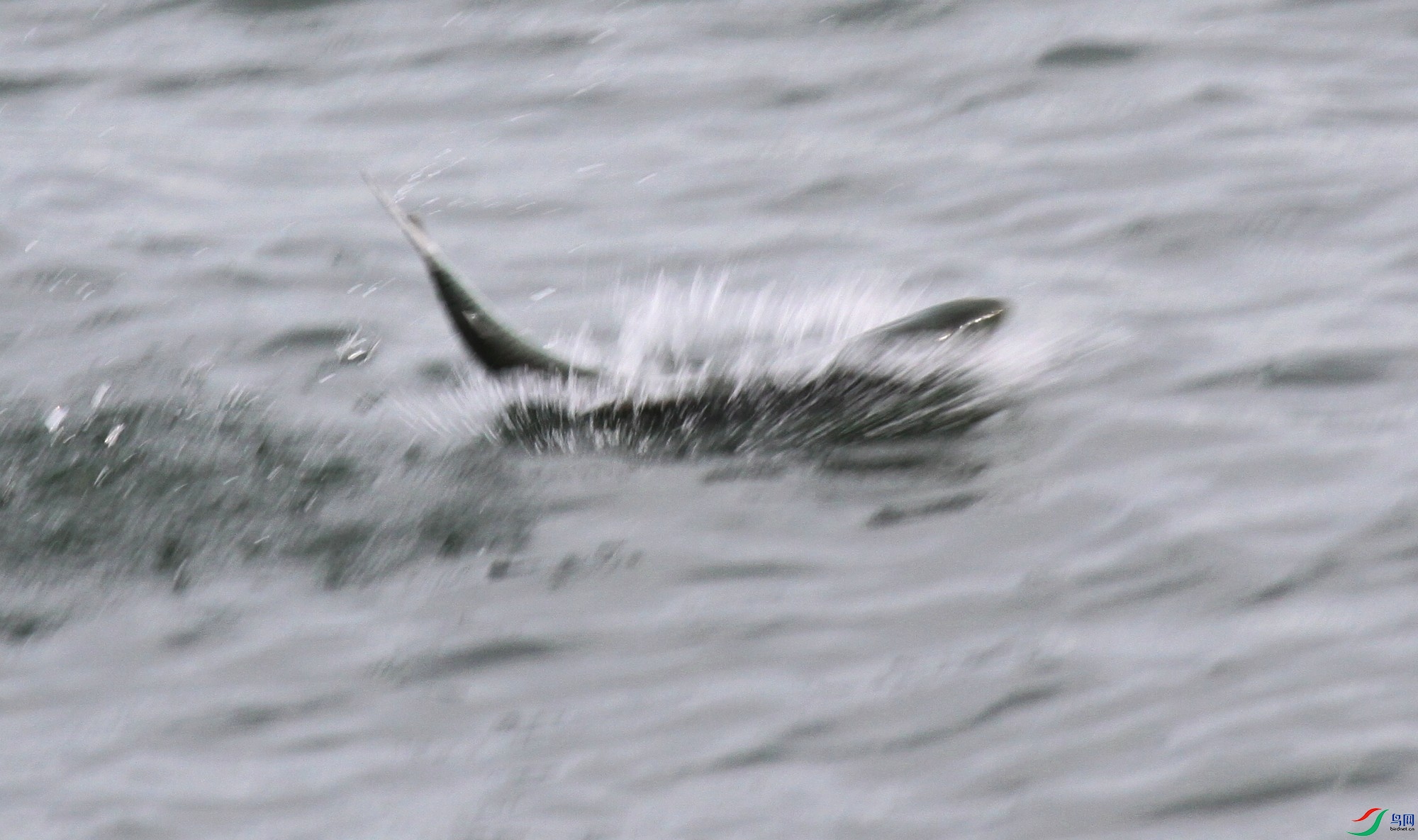 Iona040909 505z_1.JPG