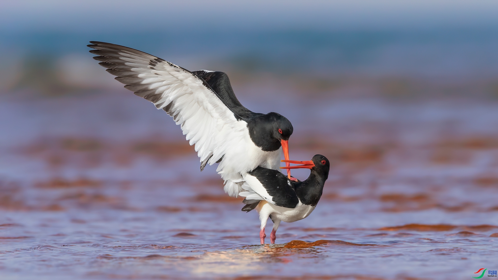 ����  �Ű�   ��ˮ��ɳ����Ũ.jpg