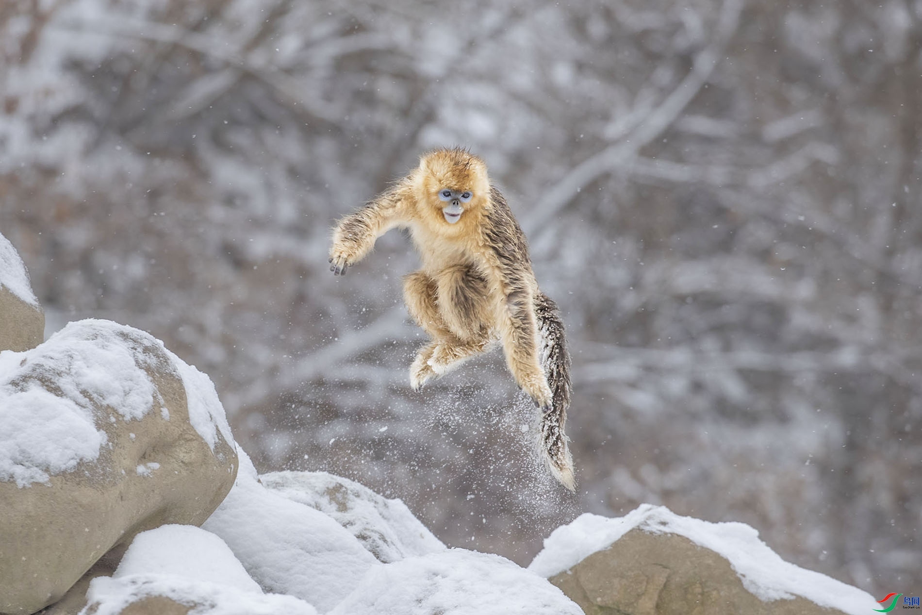 ��Χ   linyehua  ѩ����Ծ�Ľ�˿��.jpg