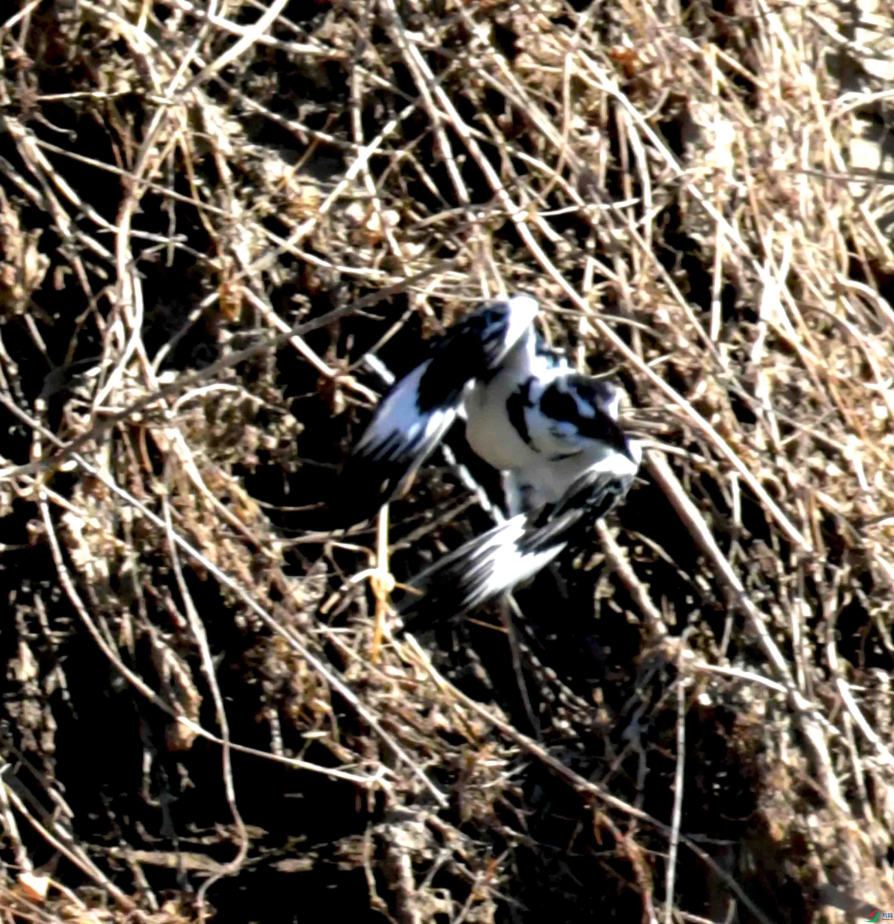 DSC_0715.JPG