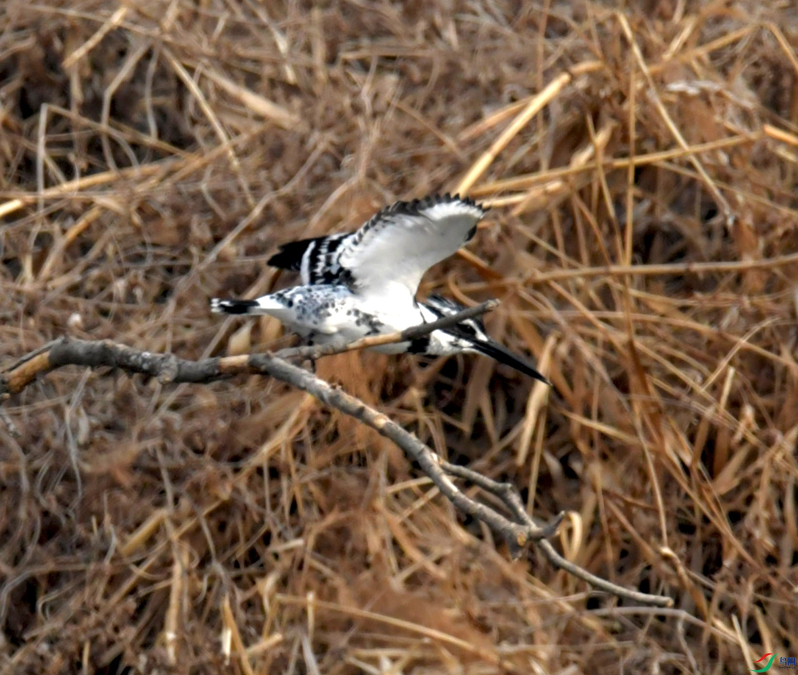 DSC_0735.JPG