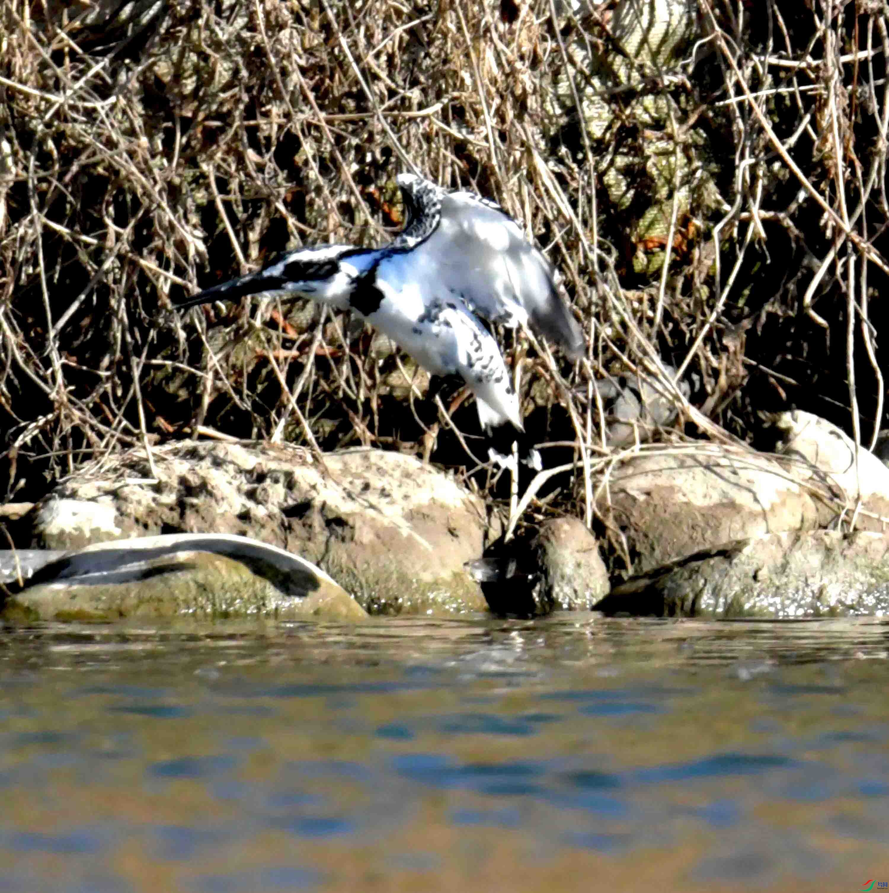 DSC_0739.JPG