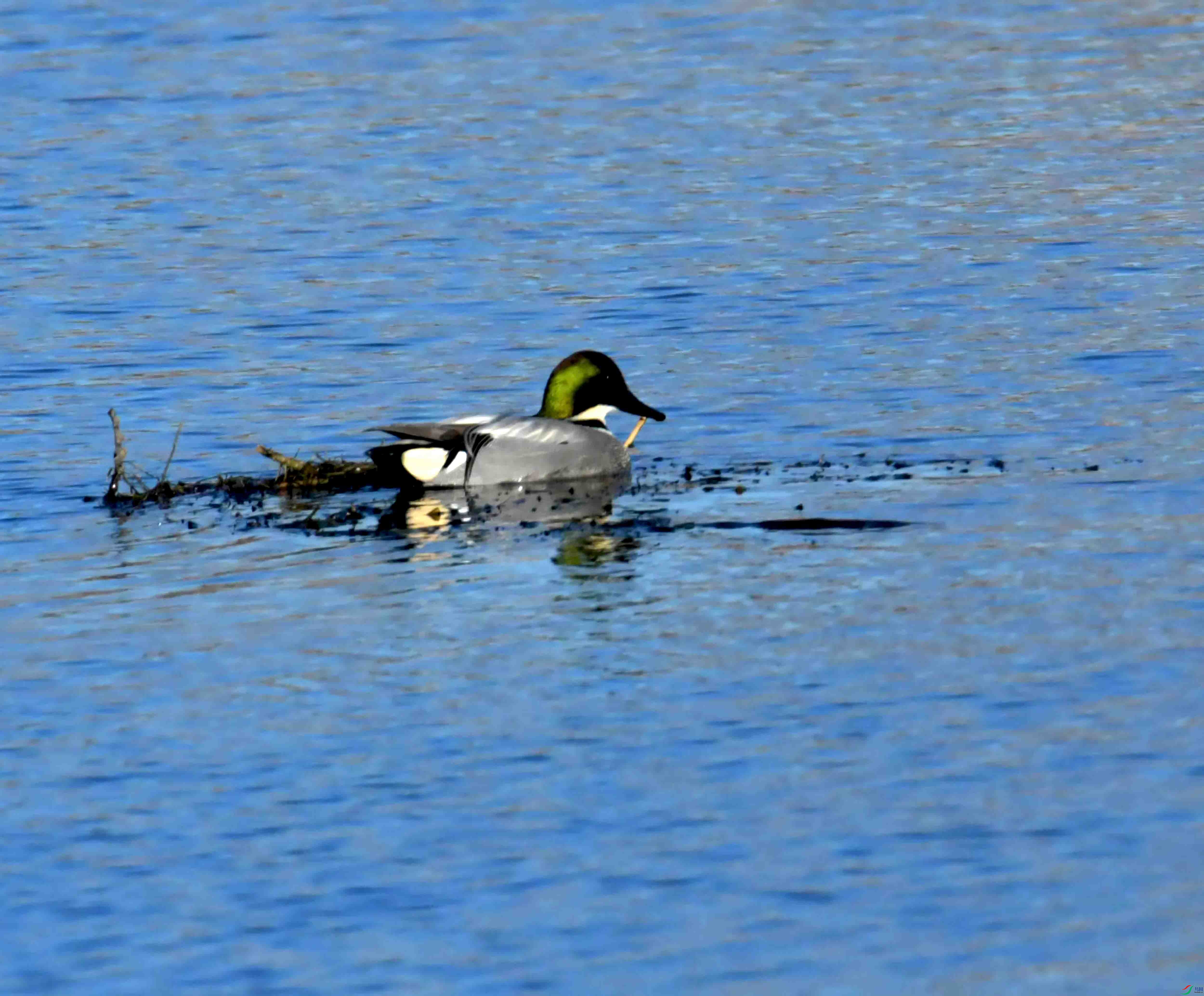 DSC_1726.JPG