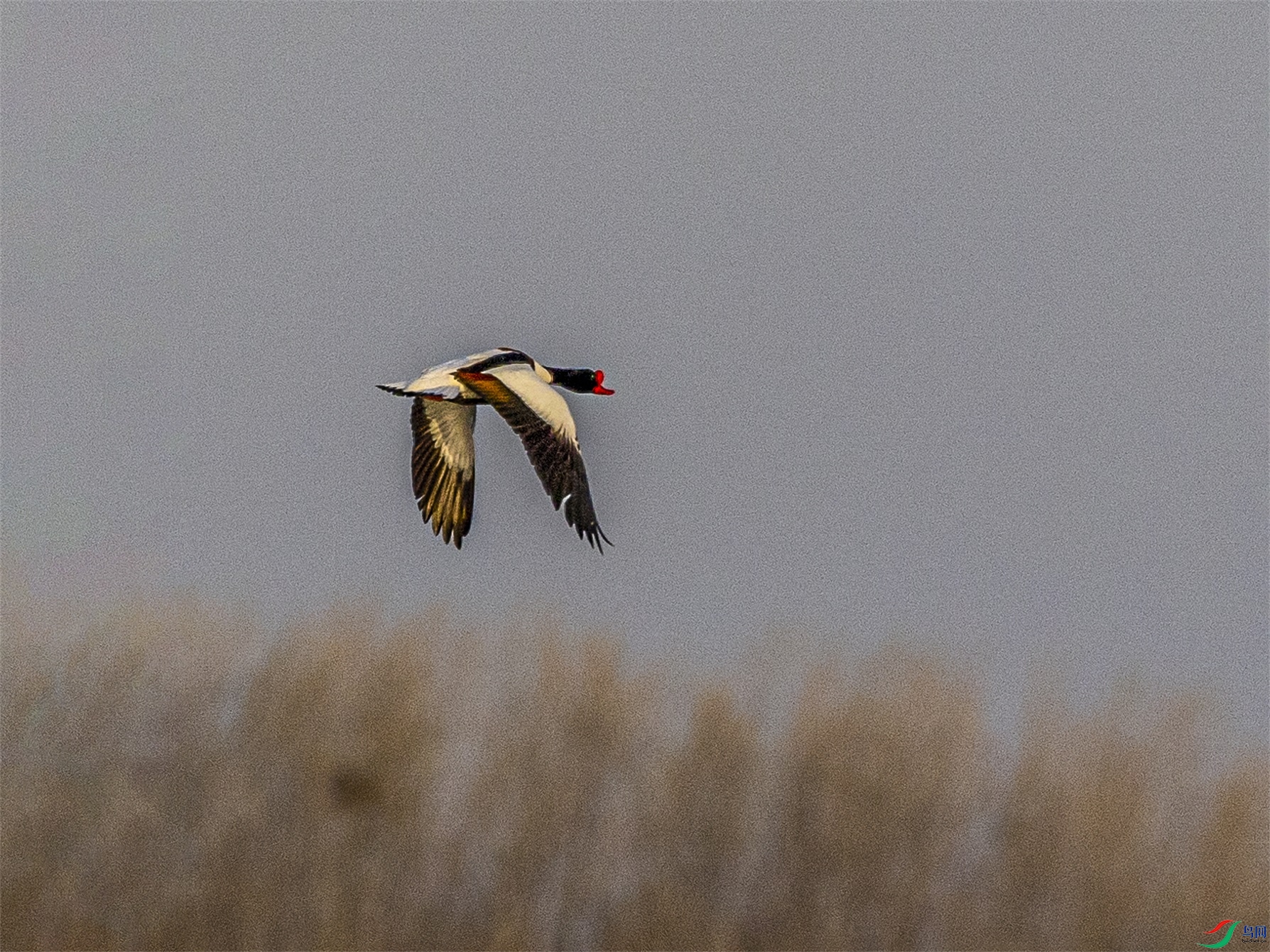 1K3A6658 ����1.jpg