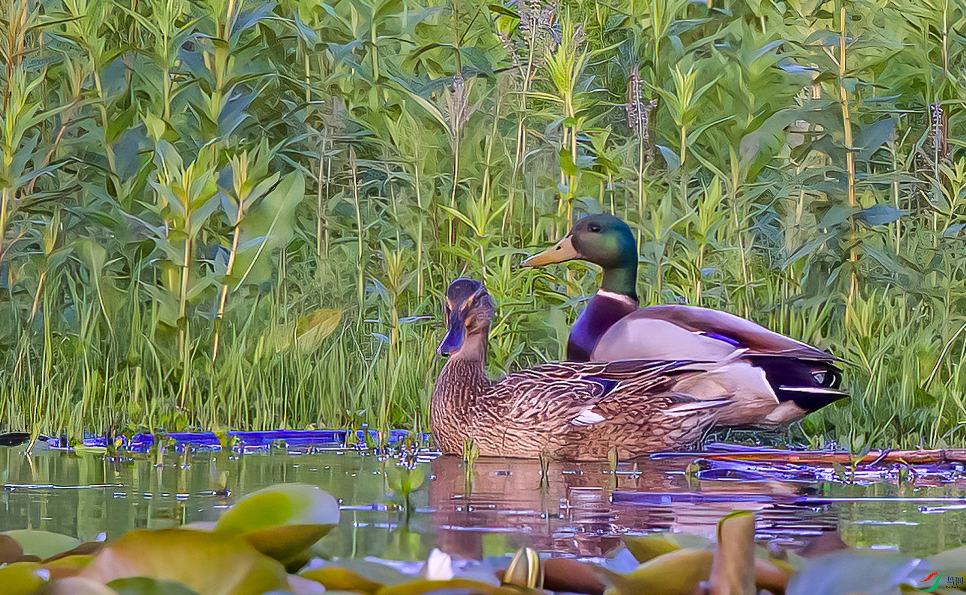 407A1804-DeNoiseAI-clear--  .jpg