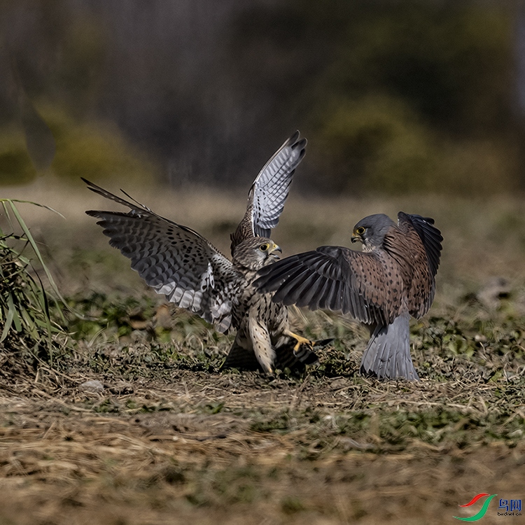 2F5A4758 ����.psd2 ����.jpg22.jpg