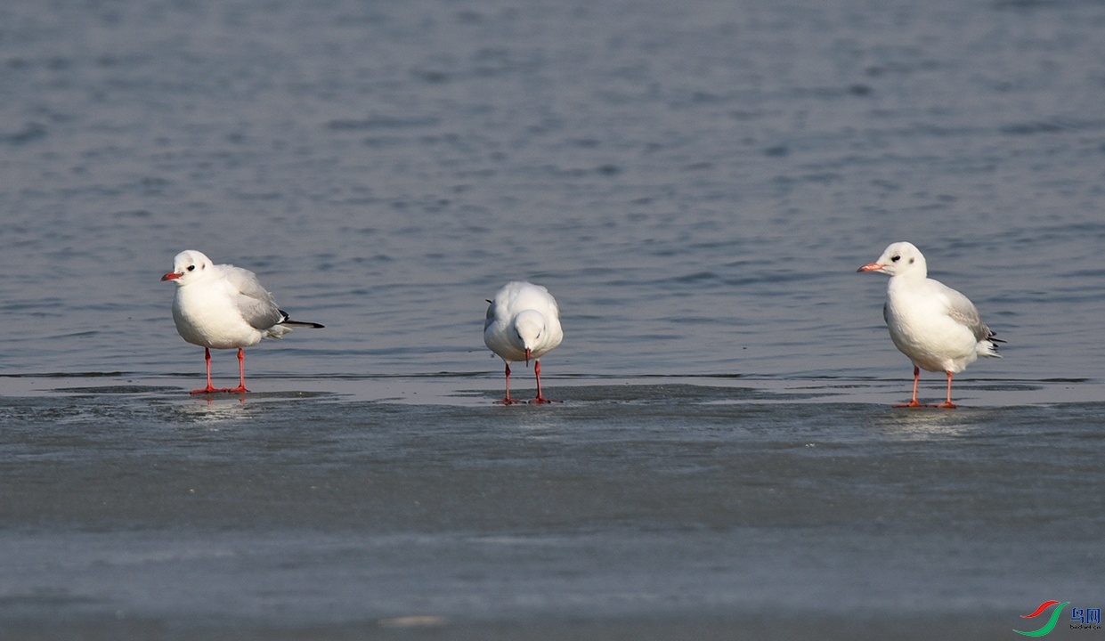 DSC_7462.jpg