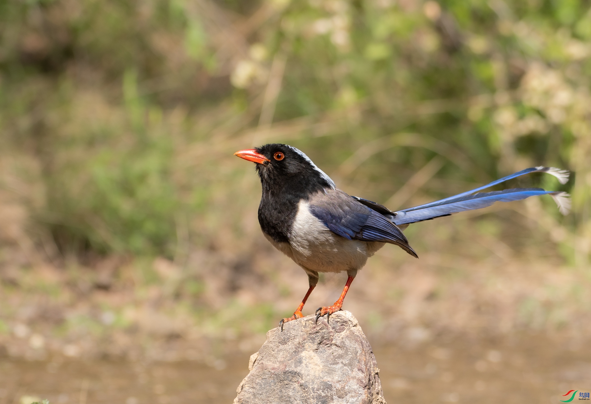 DSC_9246.jpg
