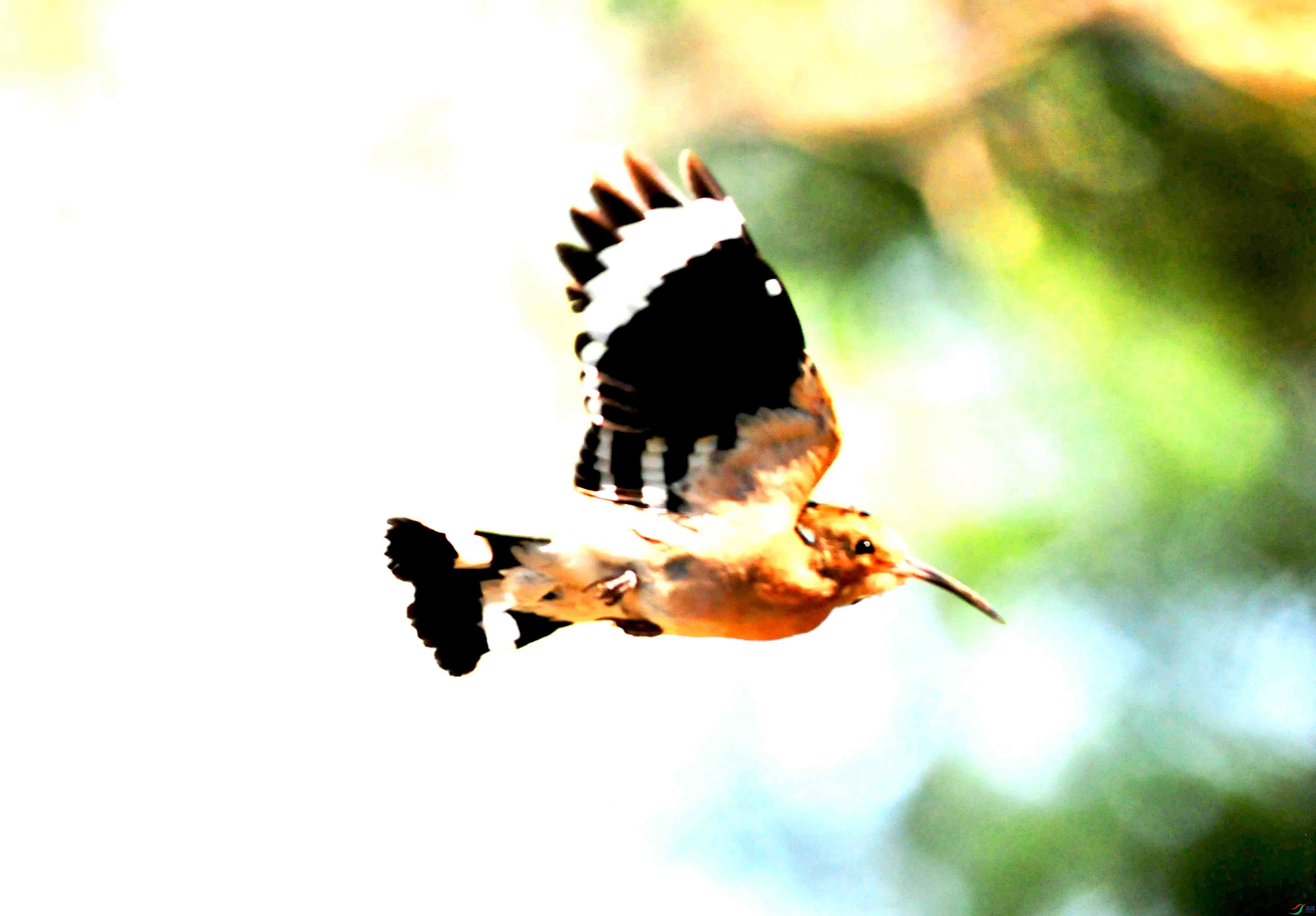 DSC_0892.JPG