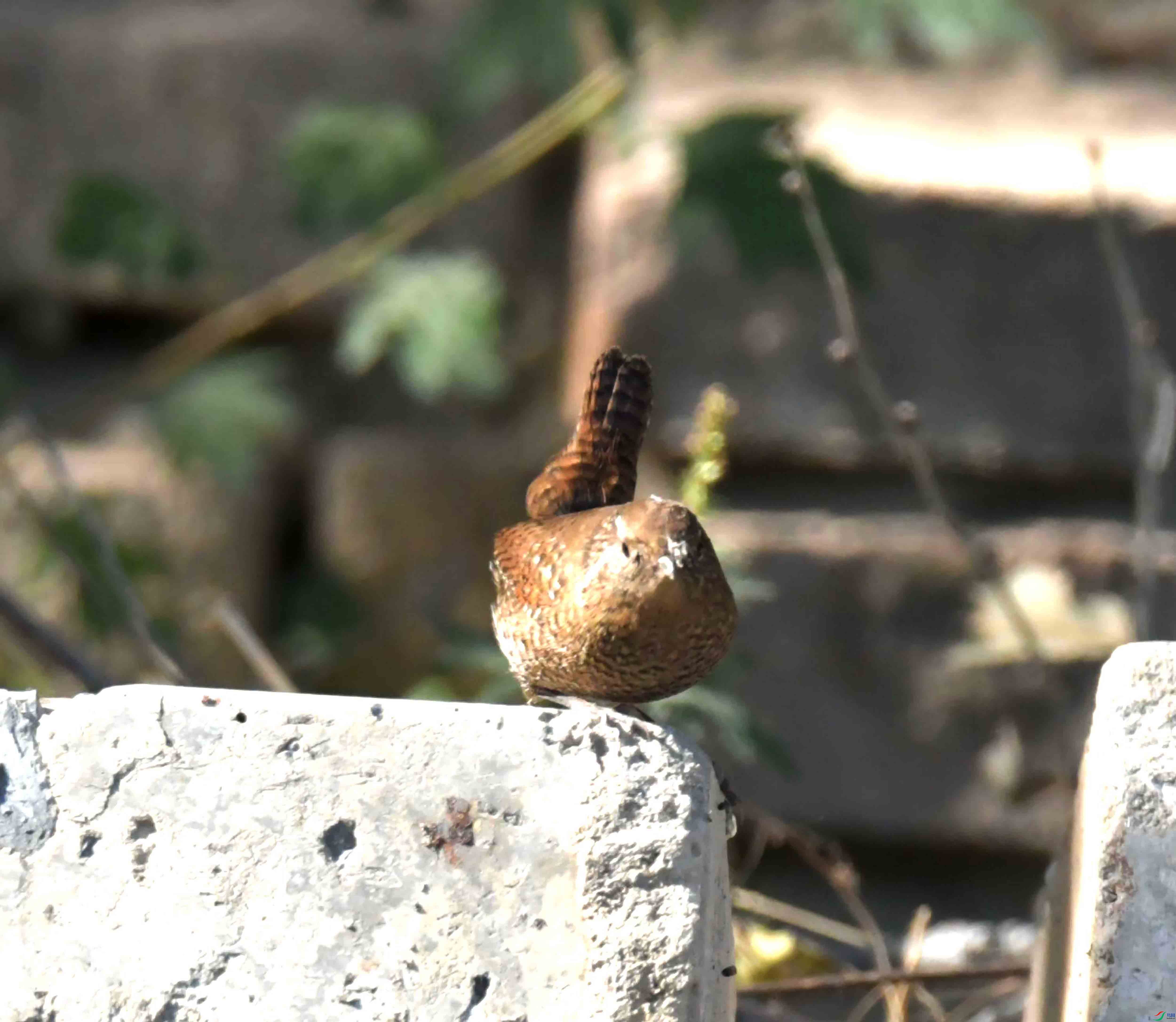 DSC_9454.JPG