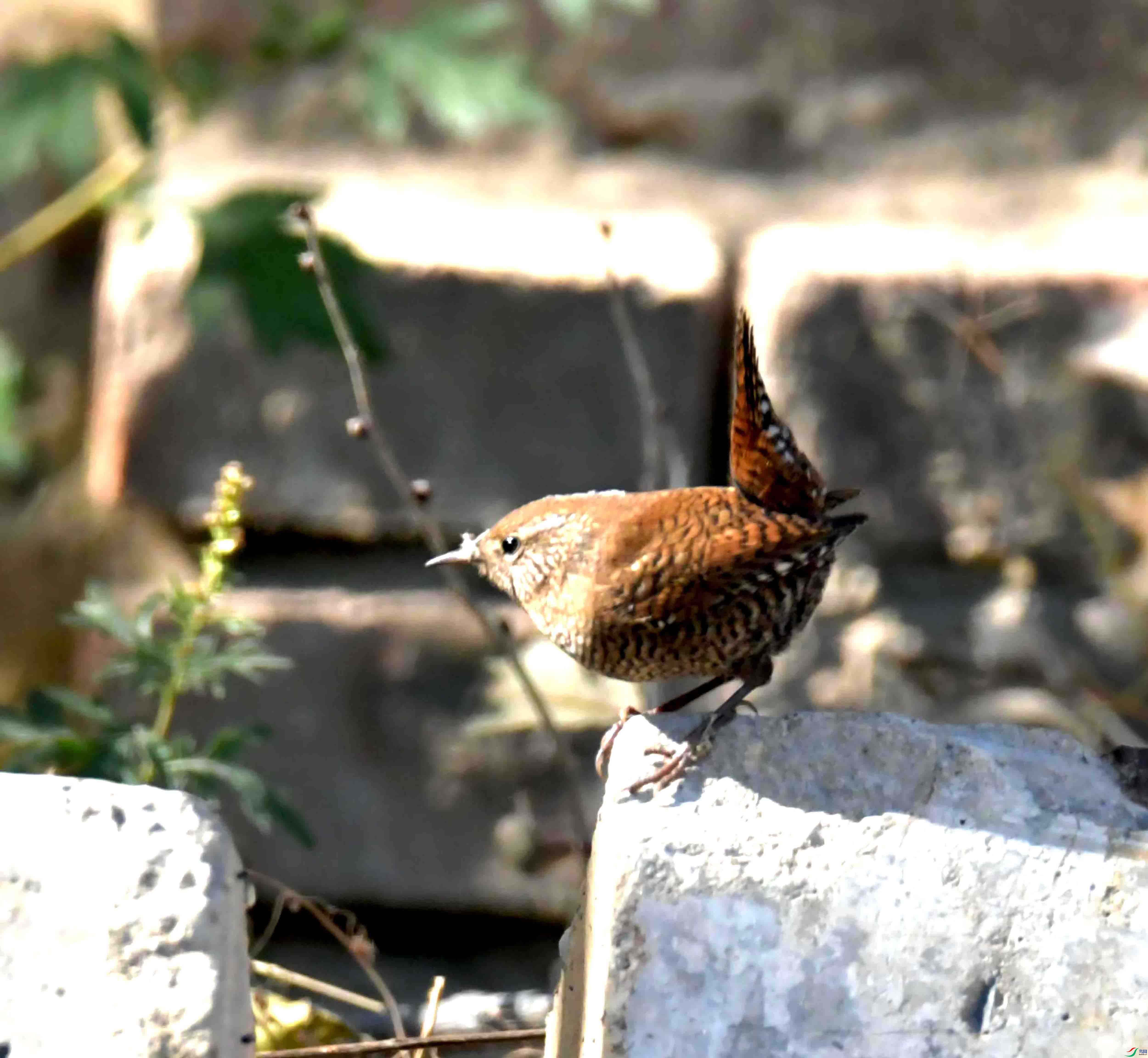 DSC_9461.JPG