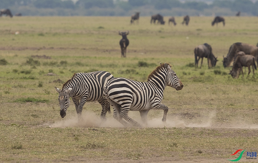 ���� (2).jpg