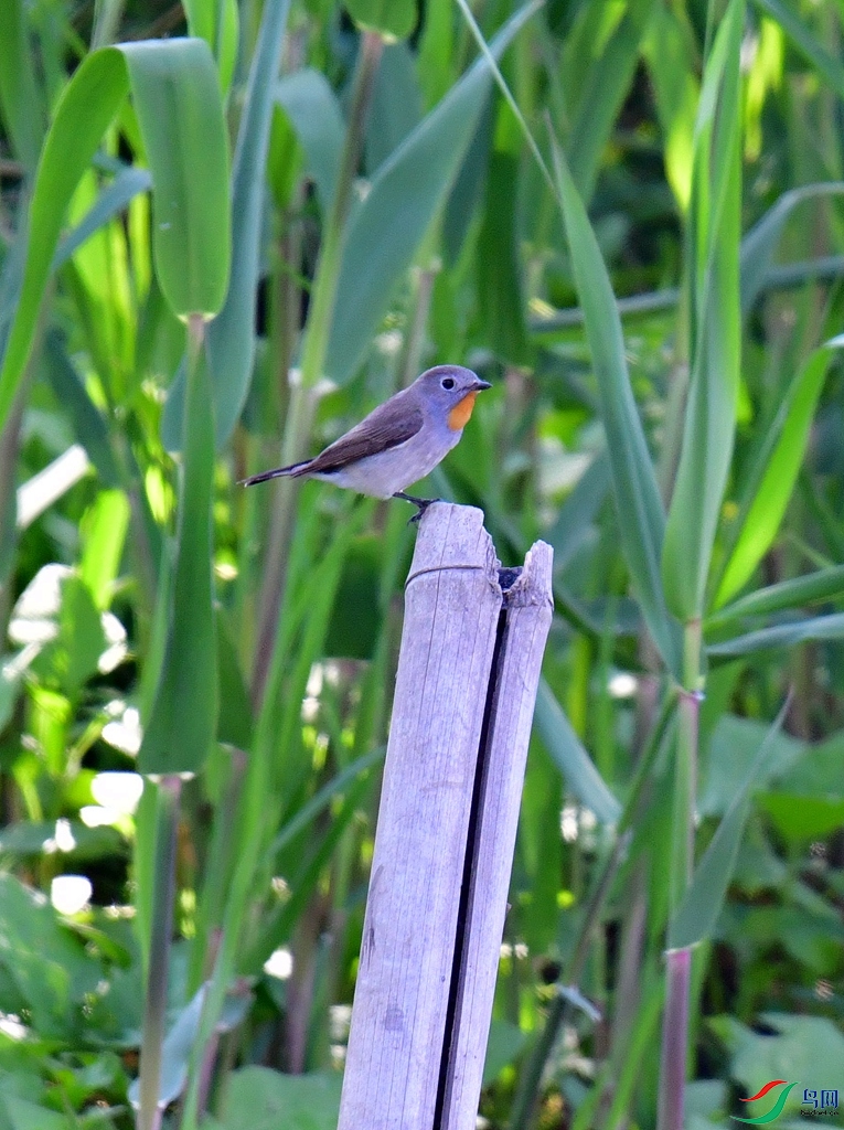 DSC_4217.jpg