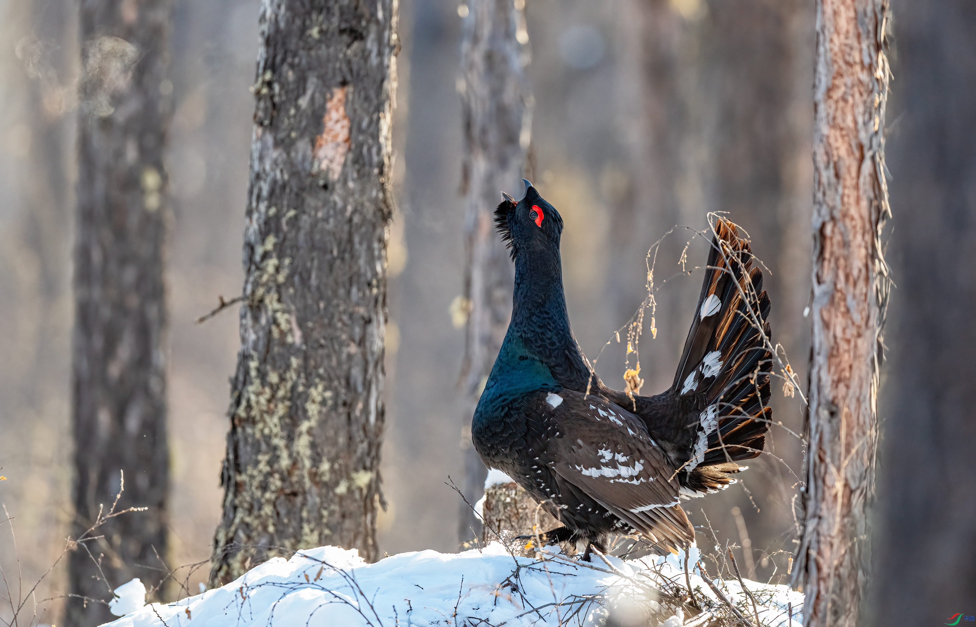 ѩ������