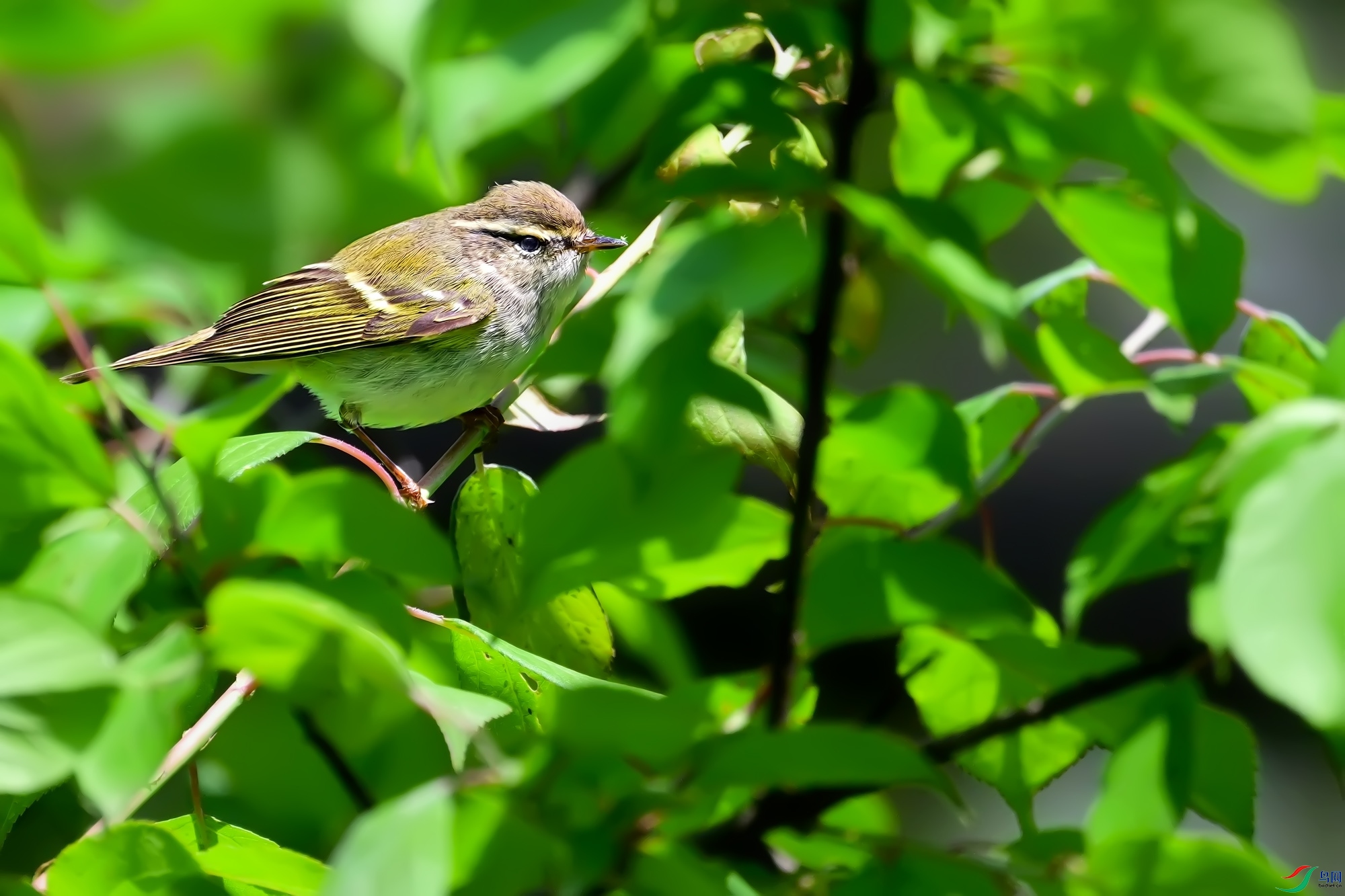 DSC_1518.jpg