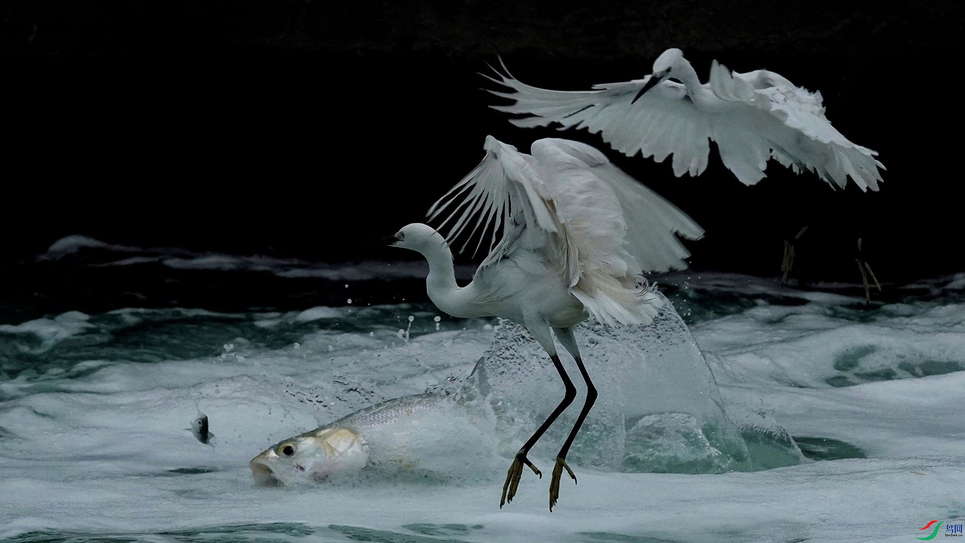 Ϊ������С��