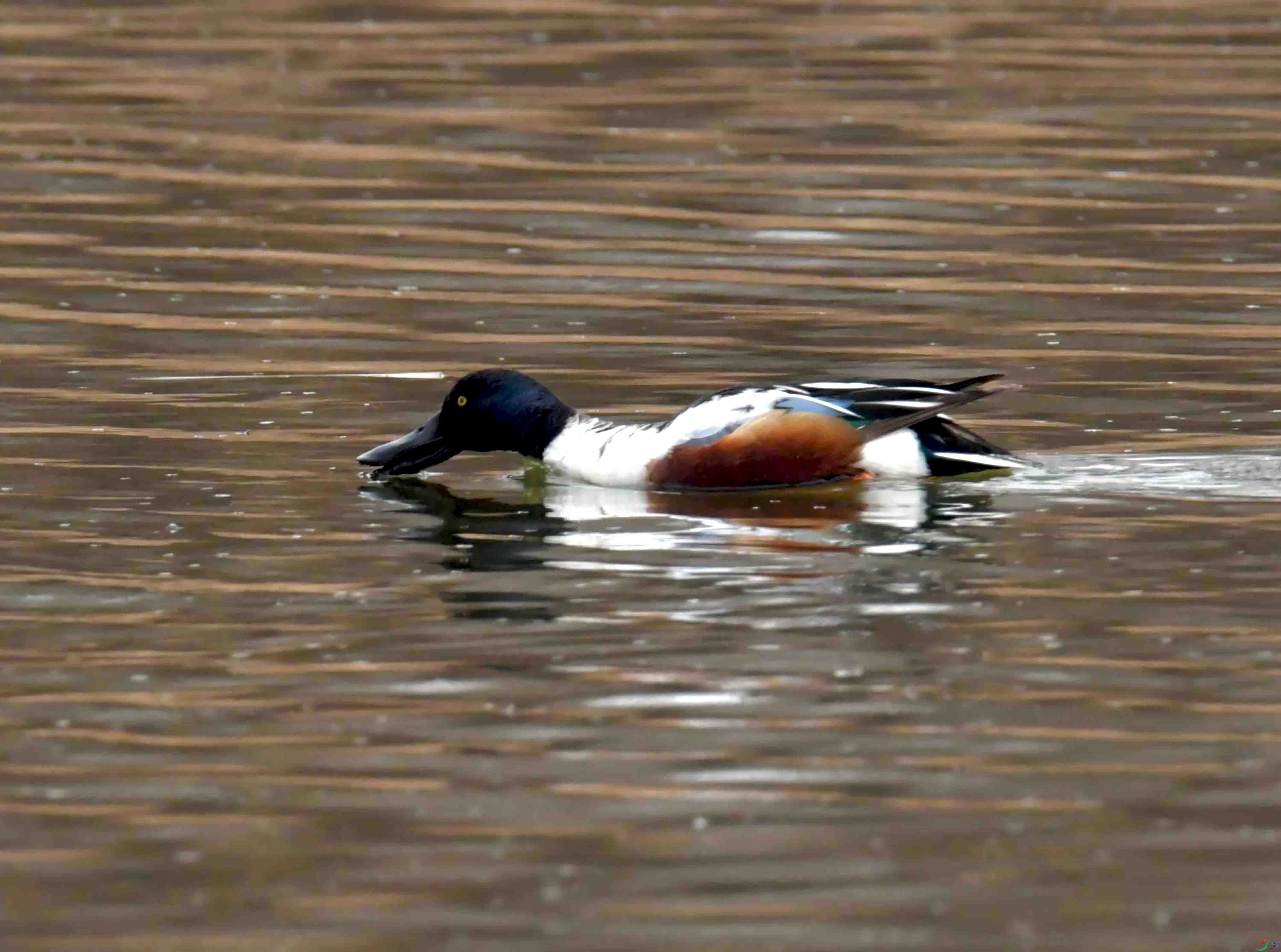 DSC_0636.JPG
