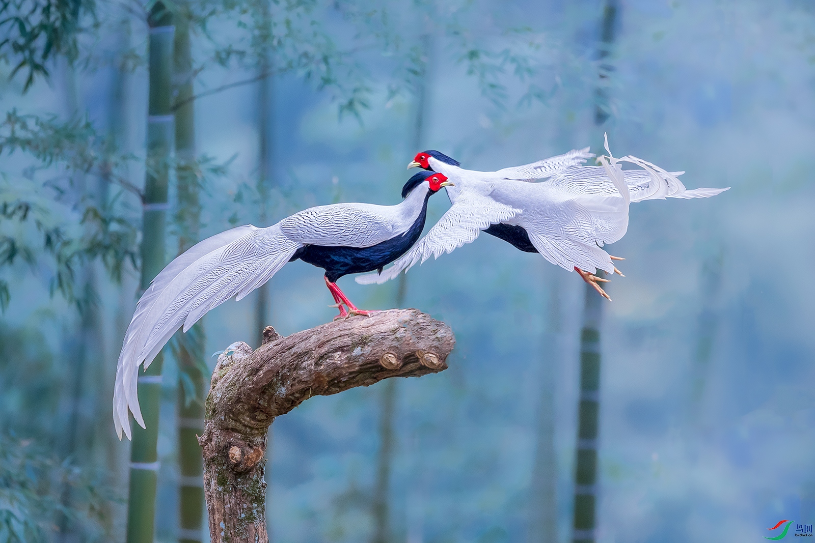 ����----˫������