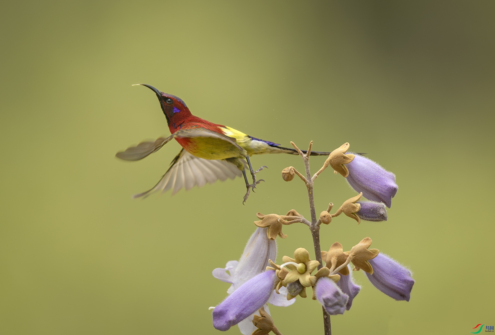 055A4391-����ǿ-NR ���� 2.jpg