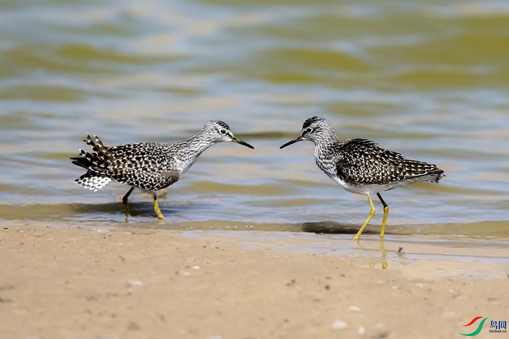 DSC_2466 - ����.jpg