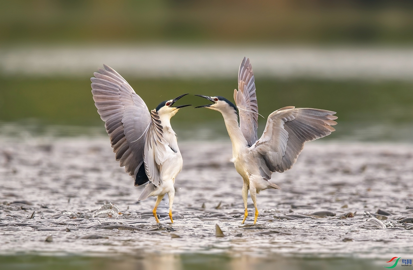 DSC_5681 ����_����.jpg