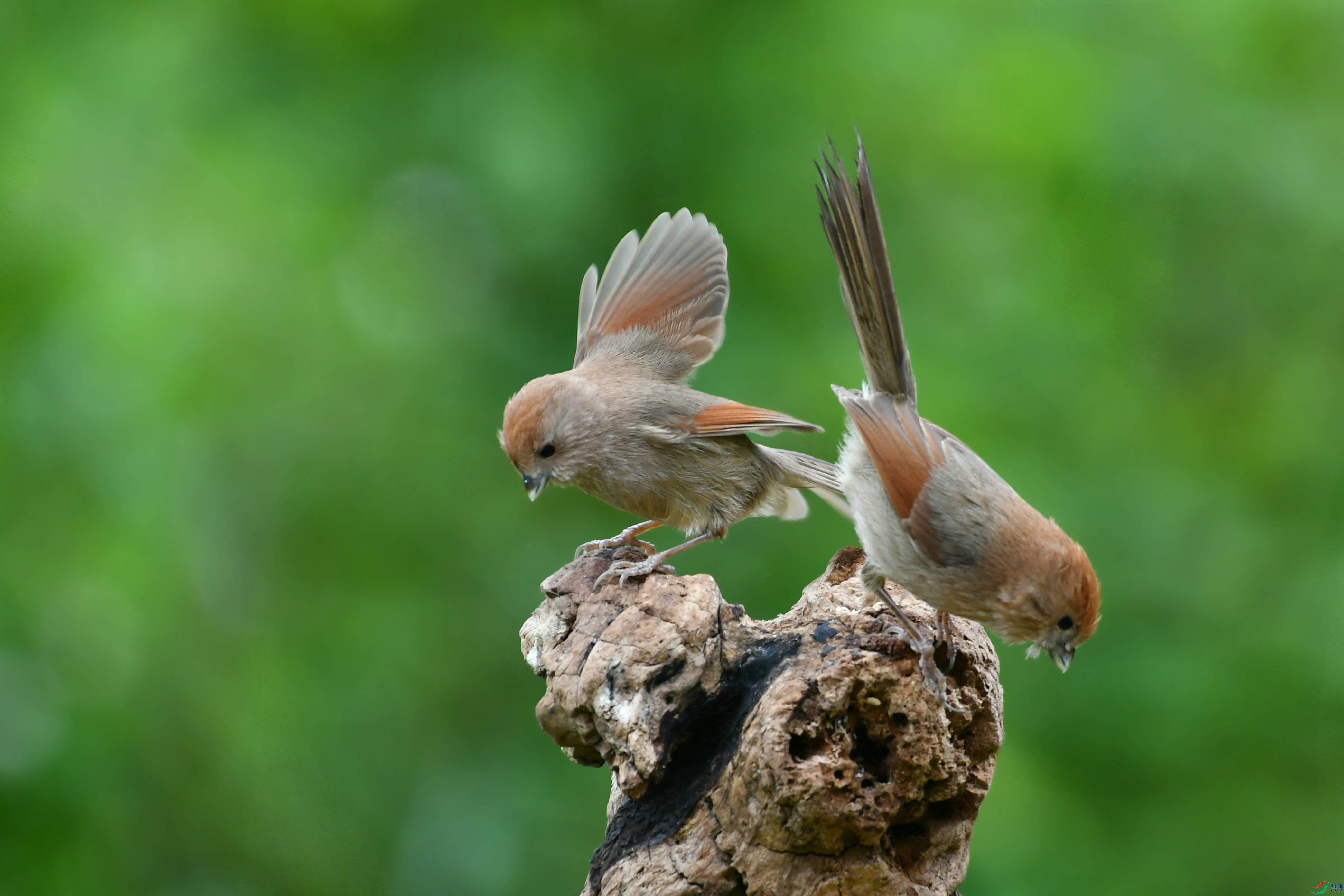 DSC_4746.JPG