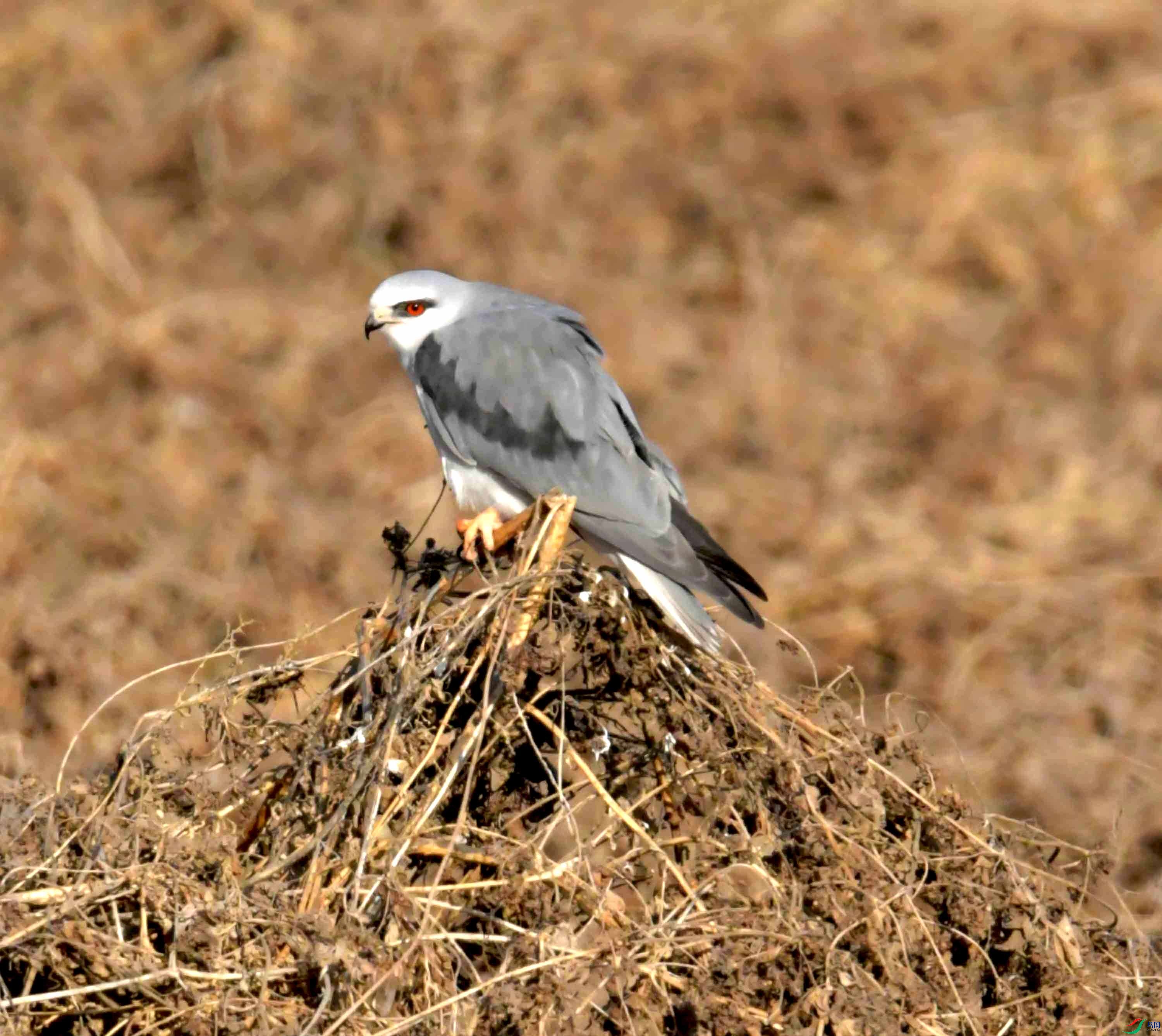 DSC_0389.JPG