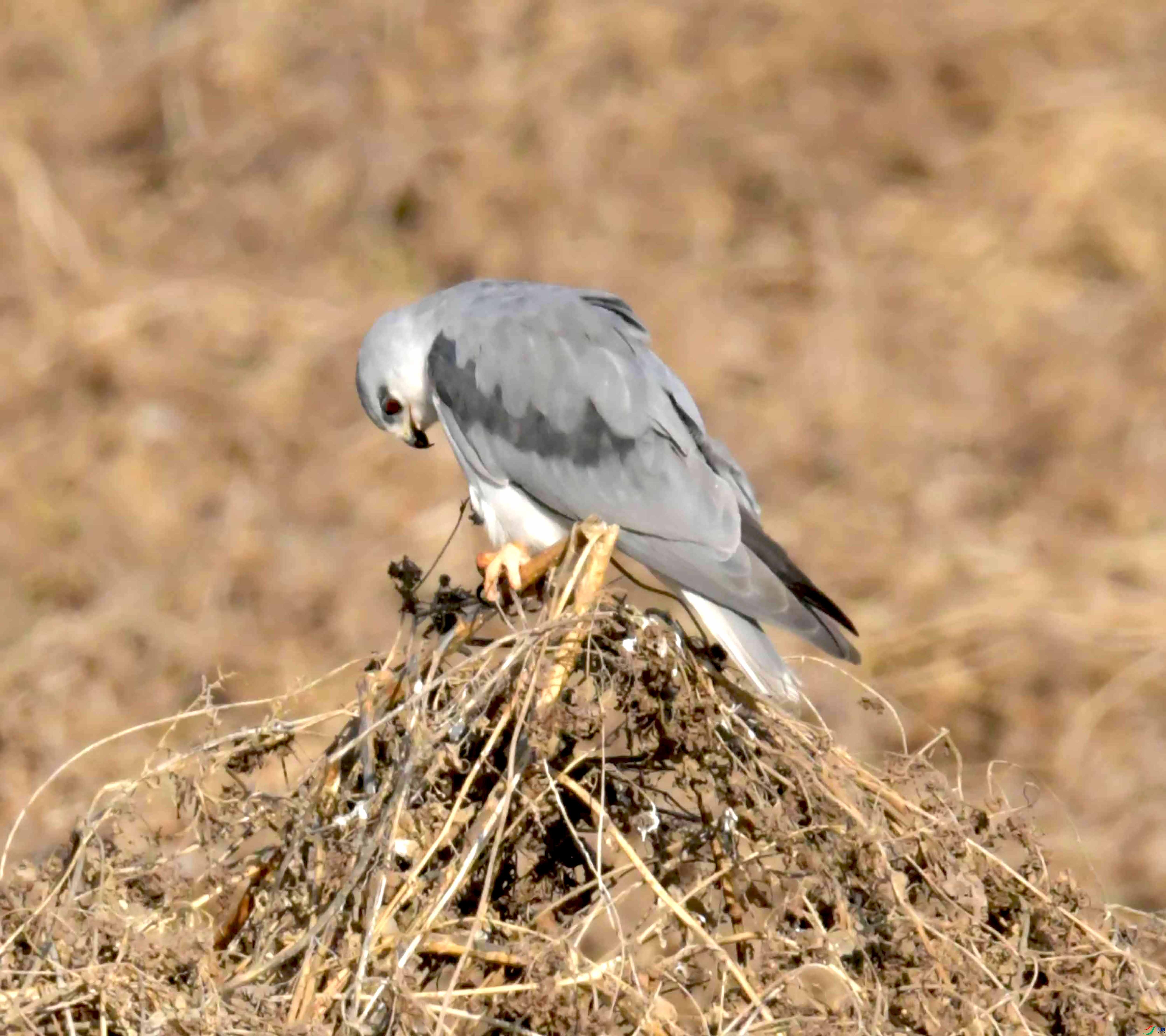 DSC_0391.JPG