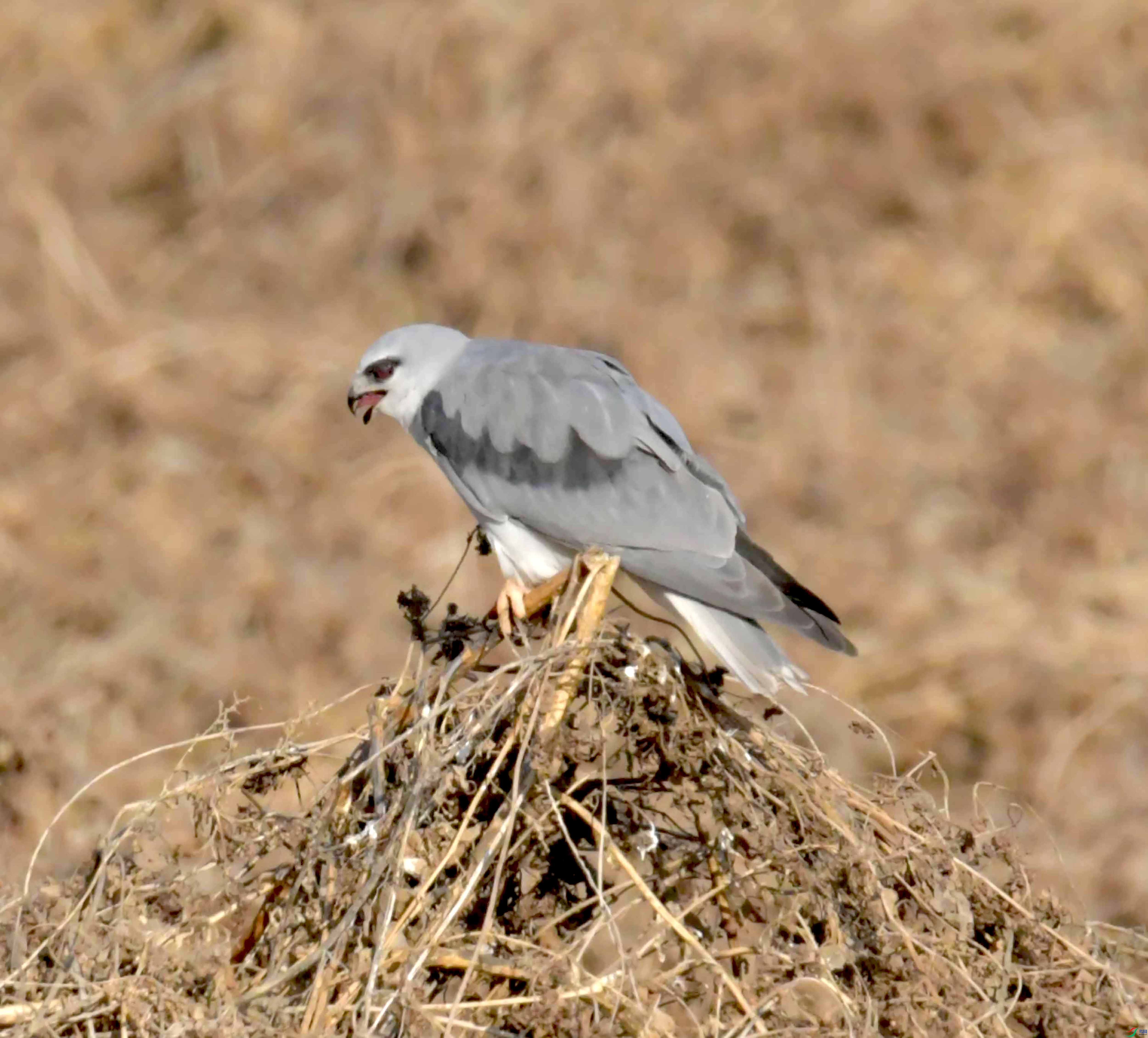 DSC_0396.JPG