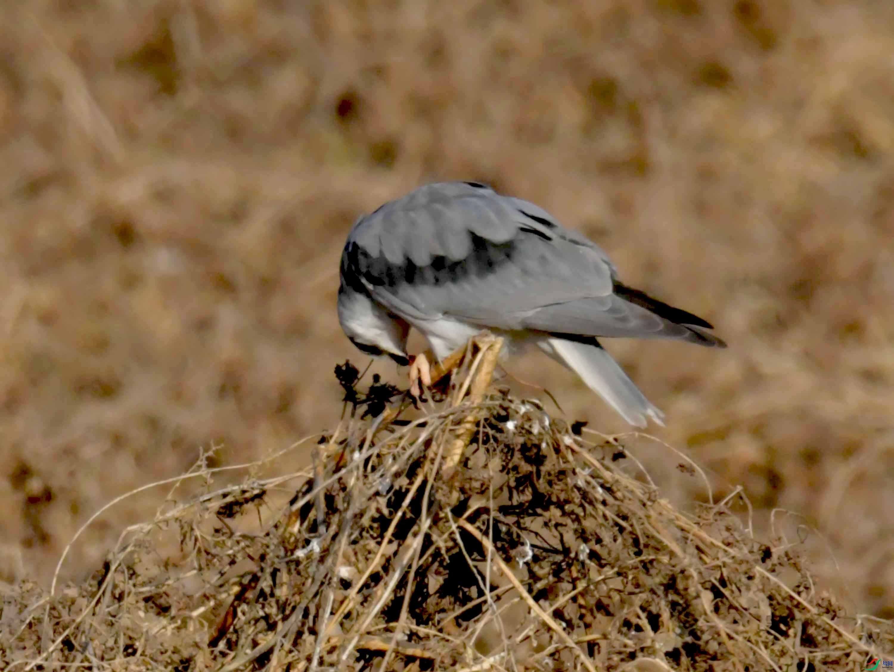 DSC_0397.JPG