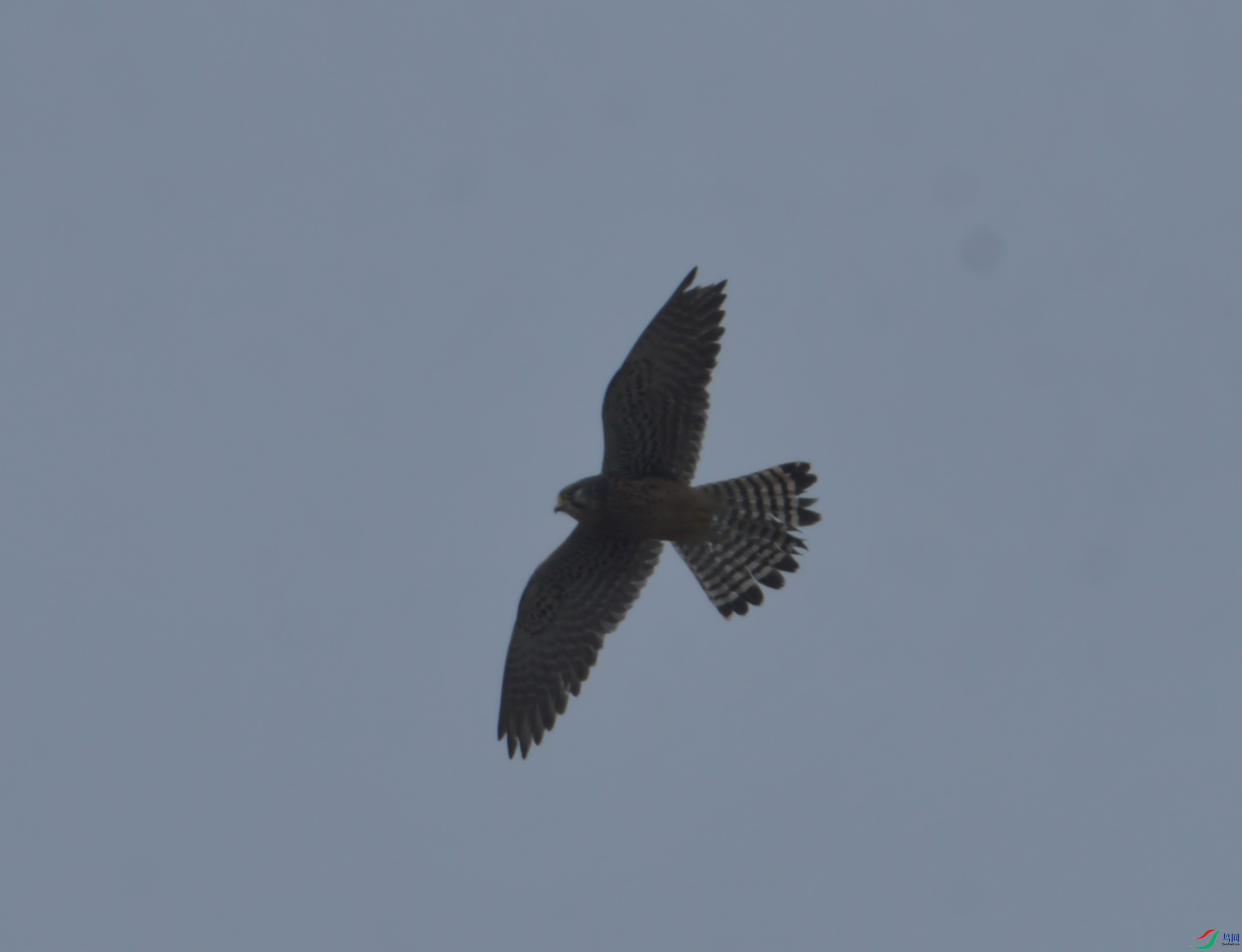 DSC_0800.JPG