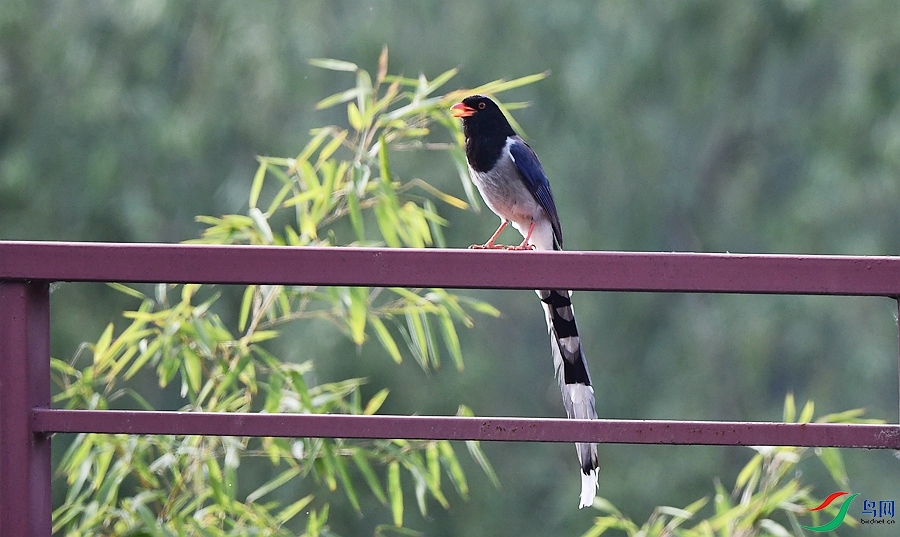 DSC_7372.JPG