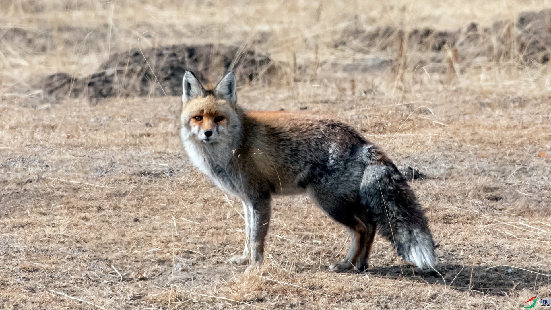 _DSC6990_����.jpg