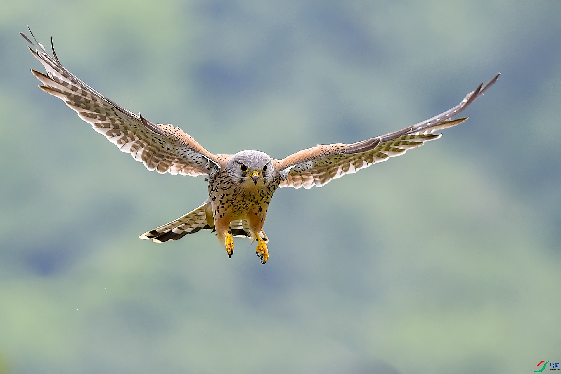 DSC_23xx37.jpg
