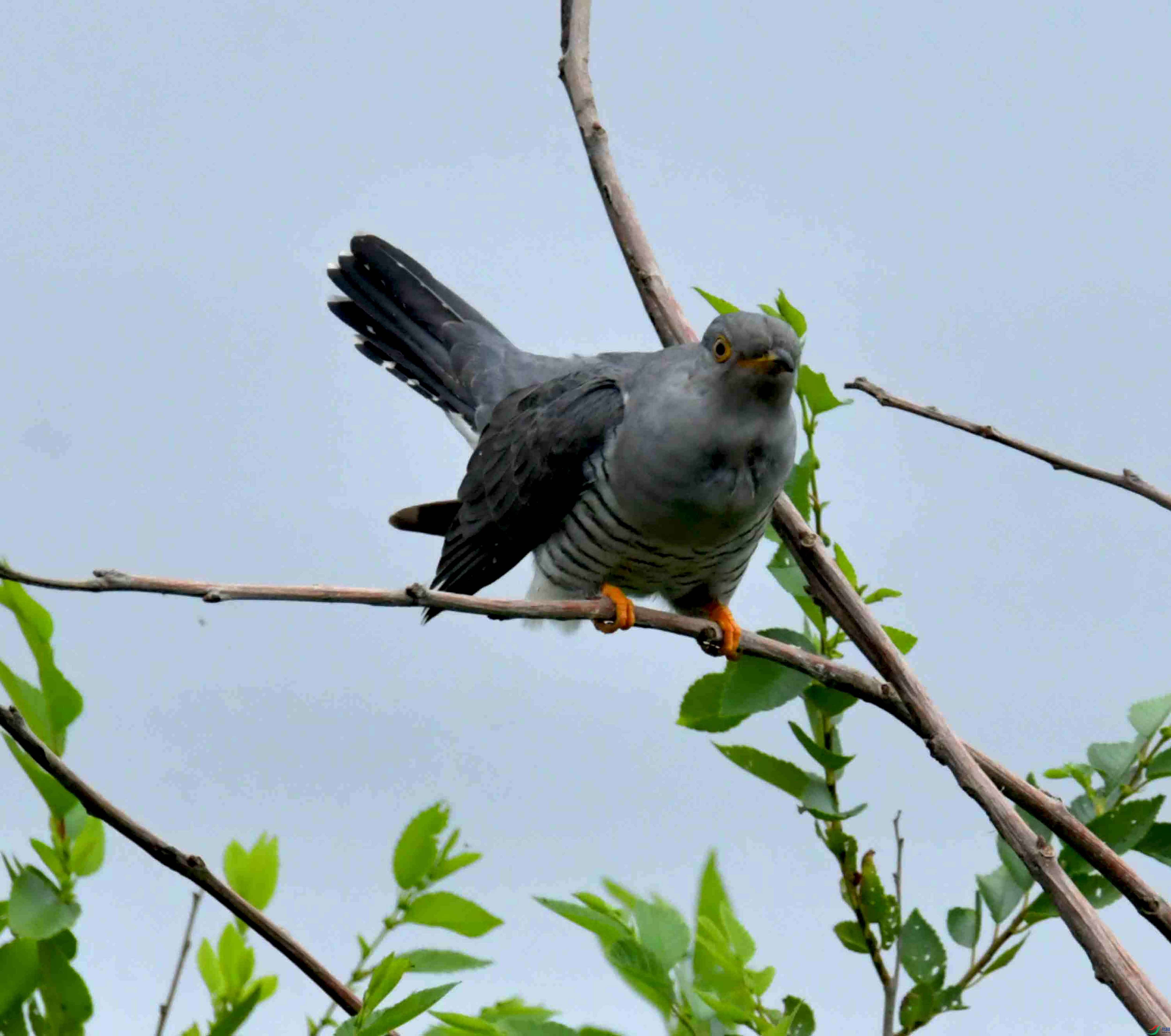 DSC_9464.JPG