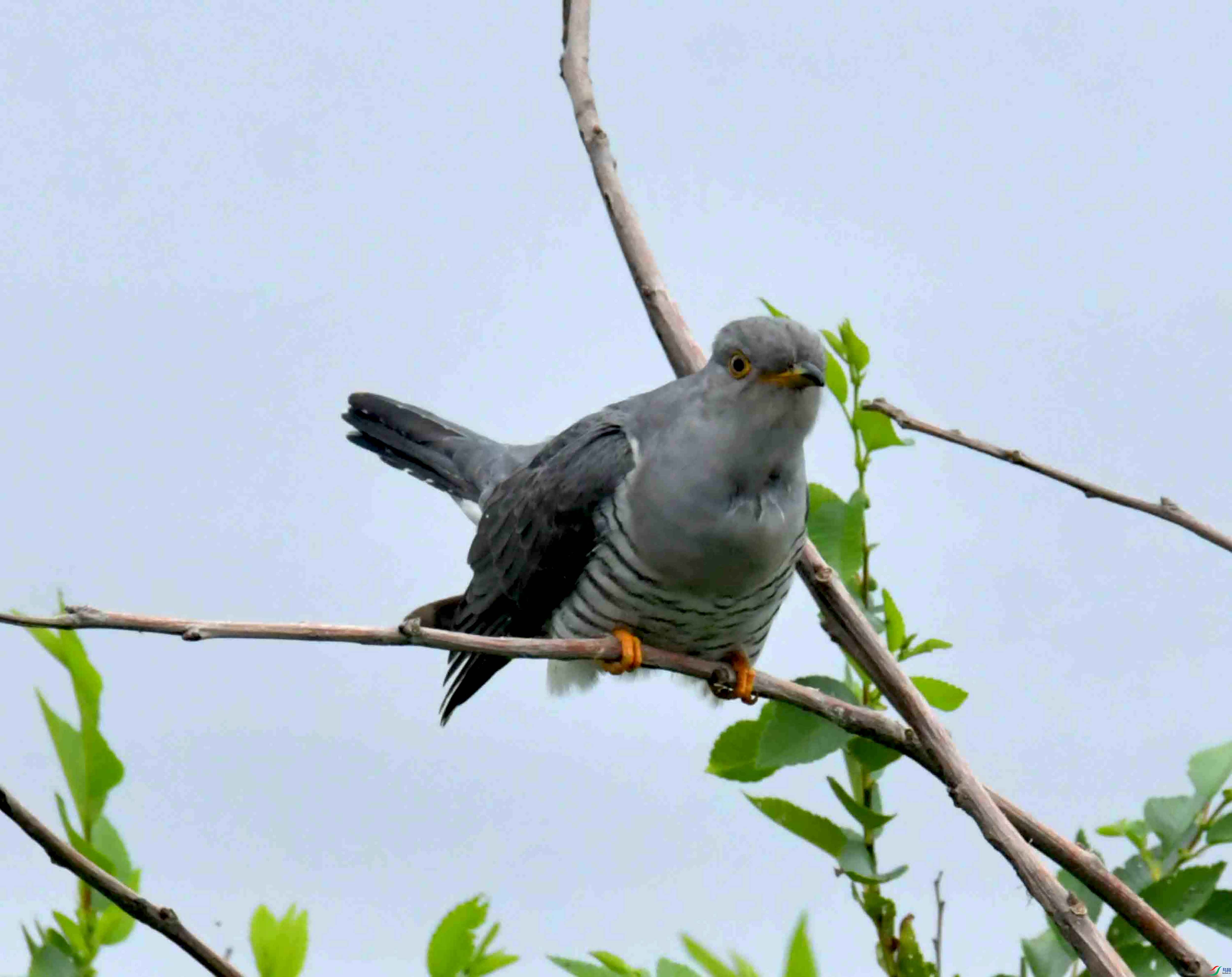 DSC_9484.JPG