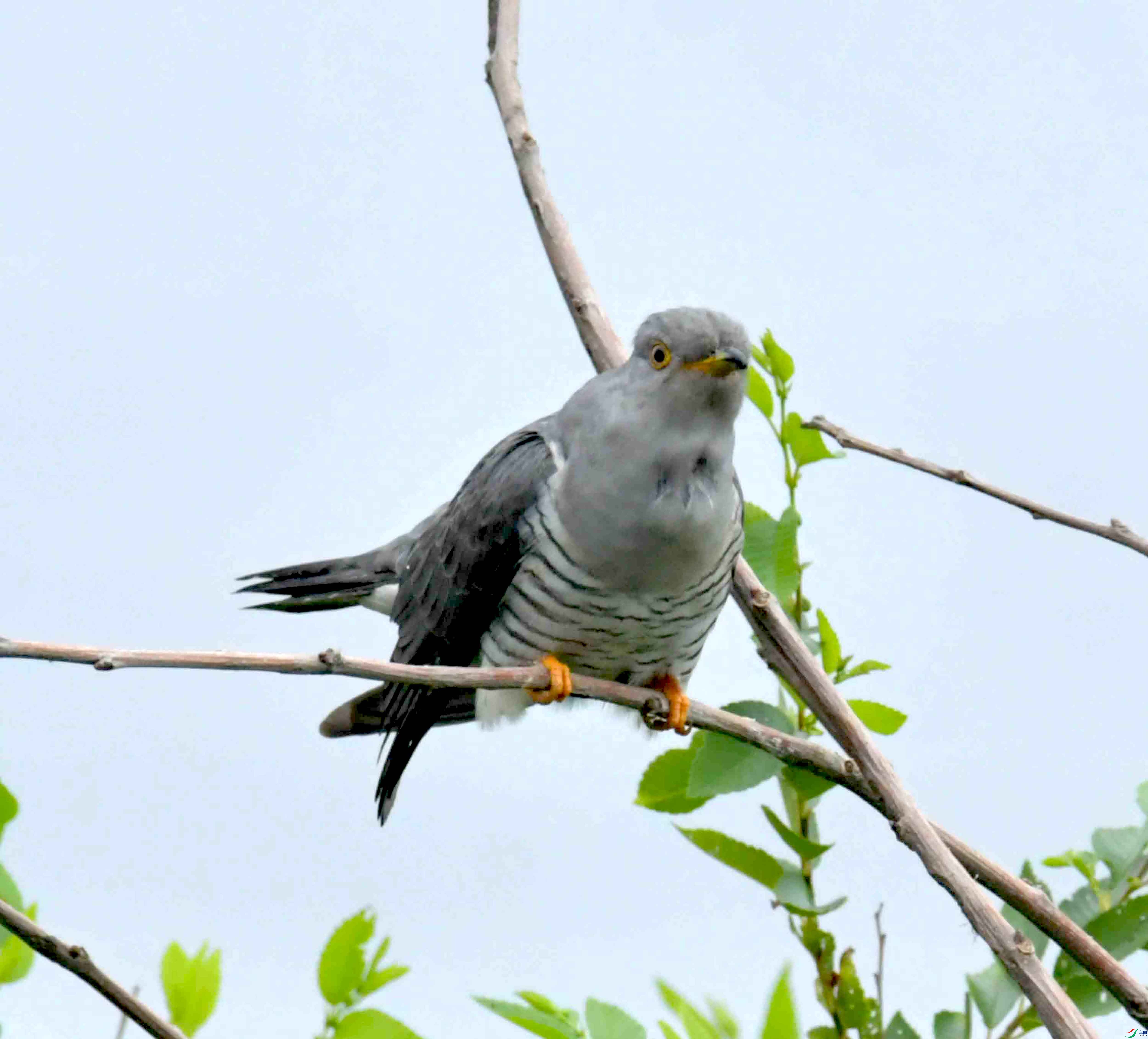 DSC_9480.JPG