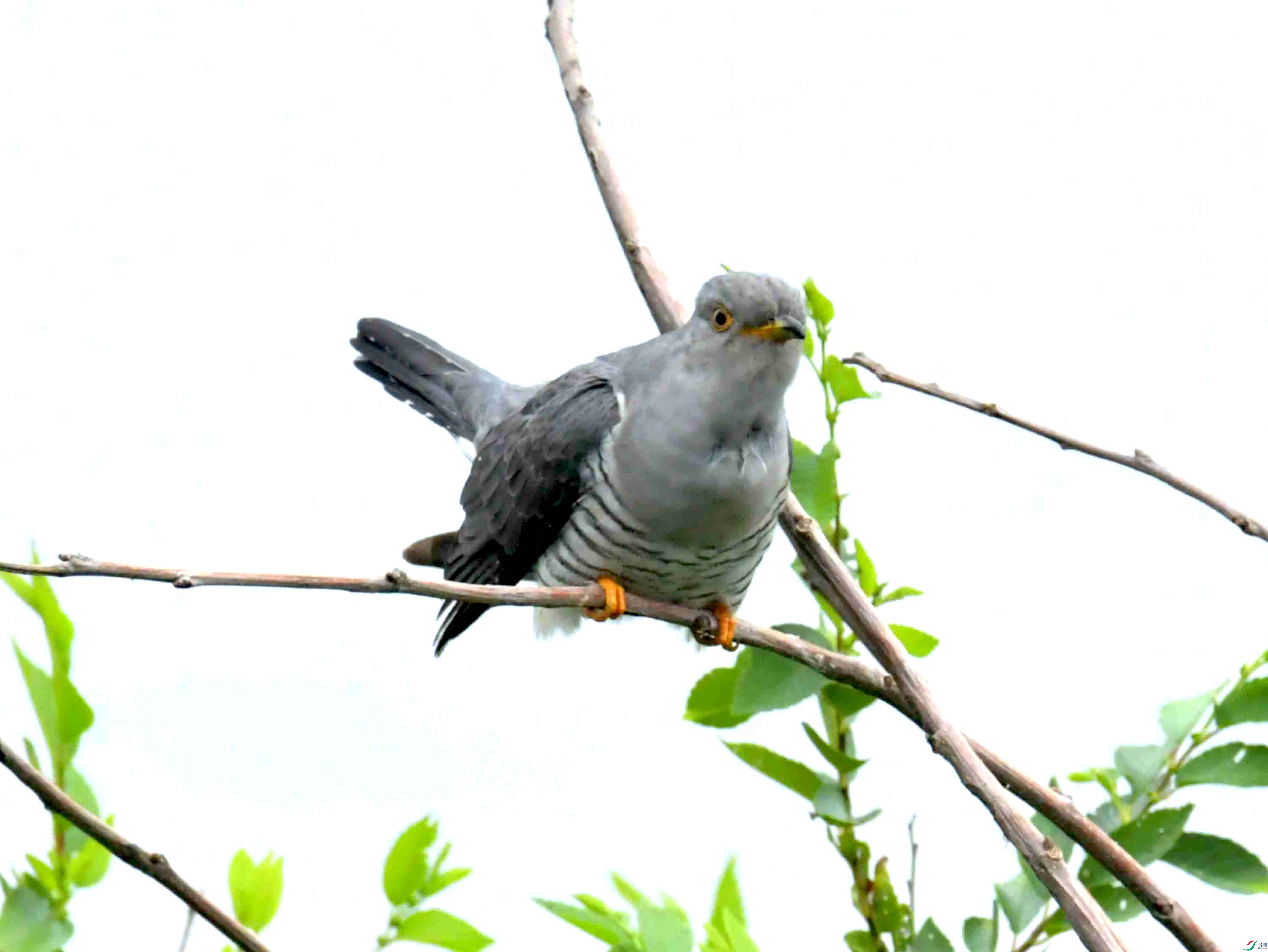 DSC_9485.JPG