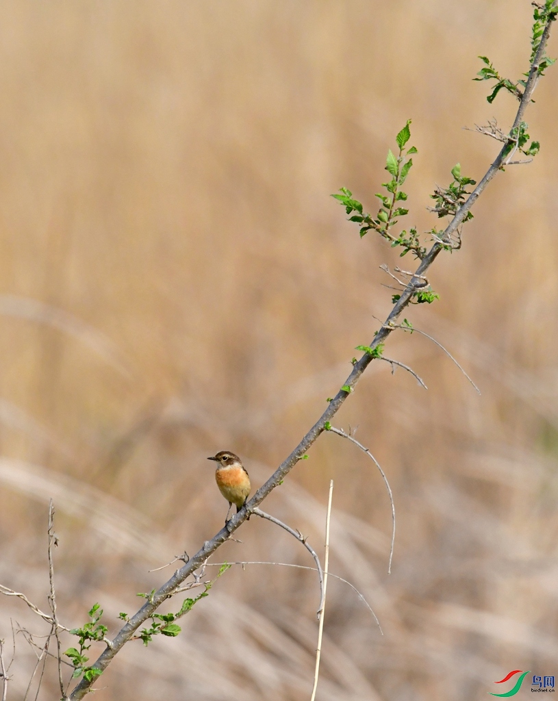 DSC_4856.jpg