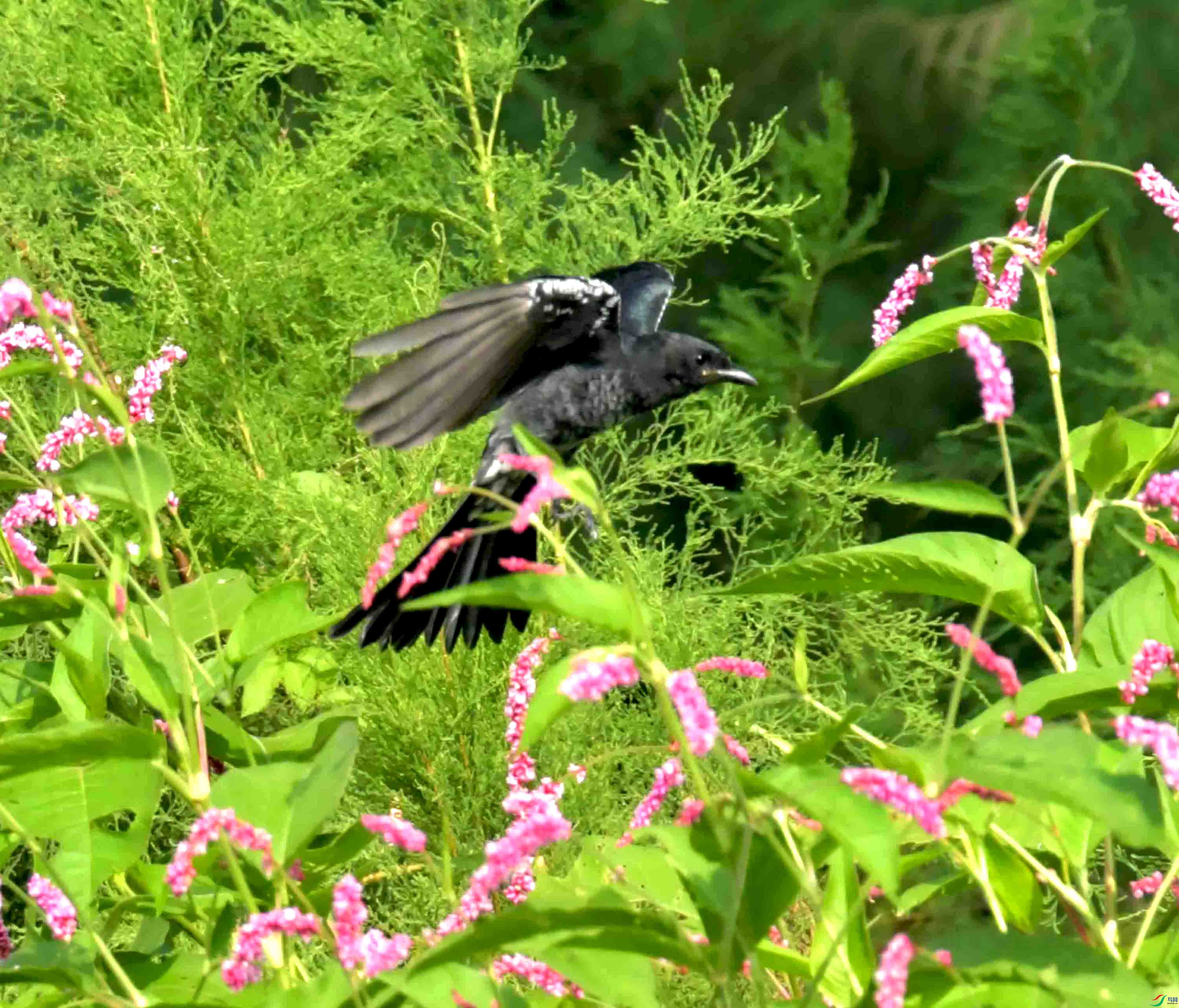 DSC_2287.JPG