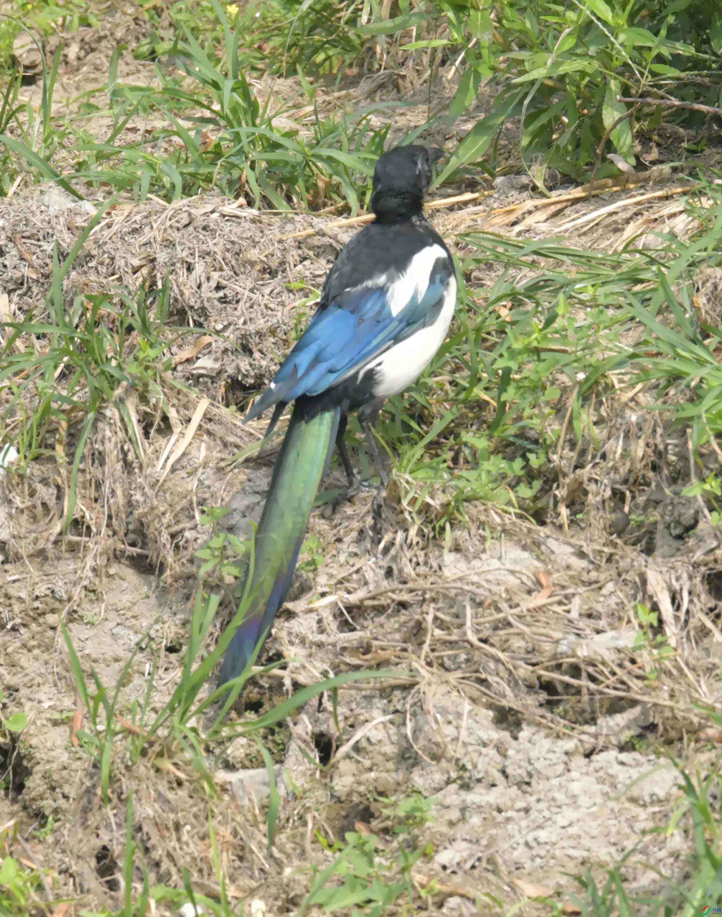 DSC_2300.JPG