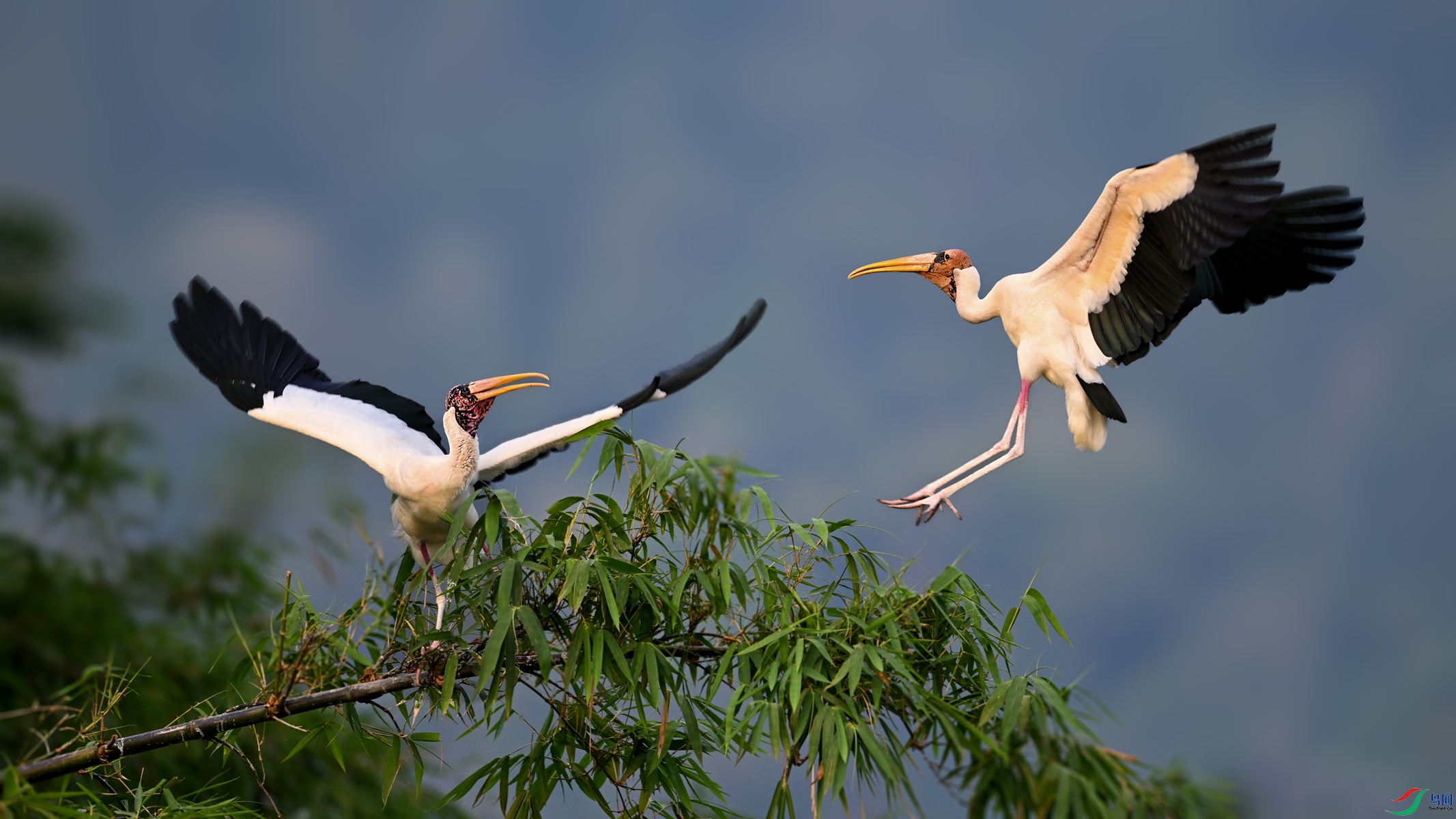 ���q��DSC_2147.jpg