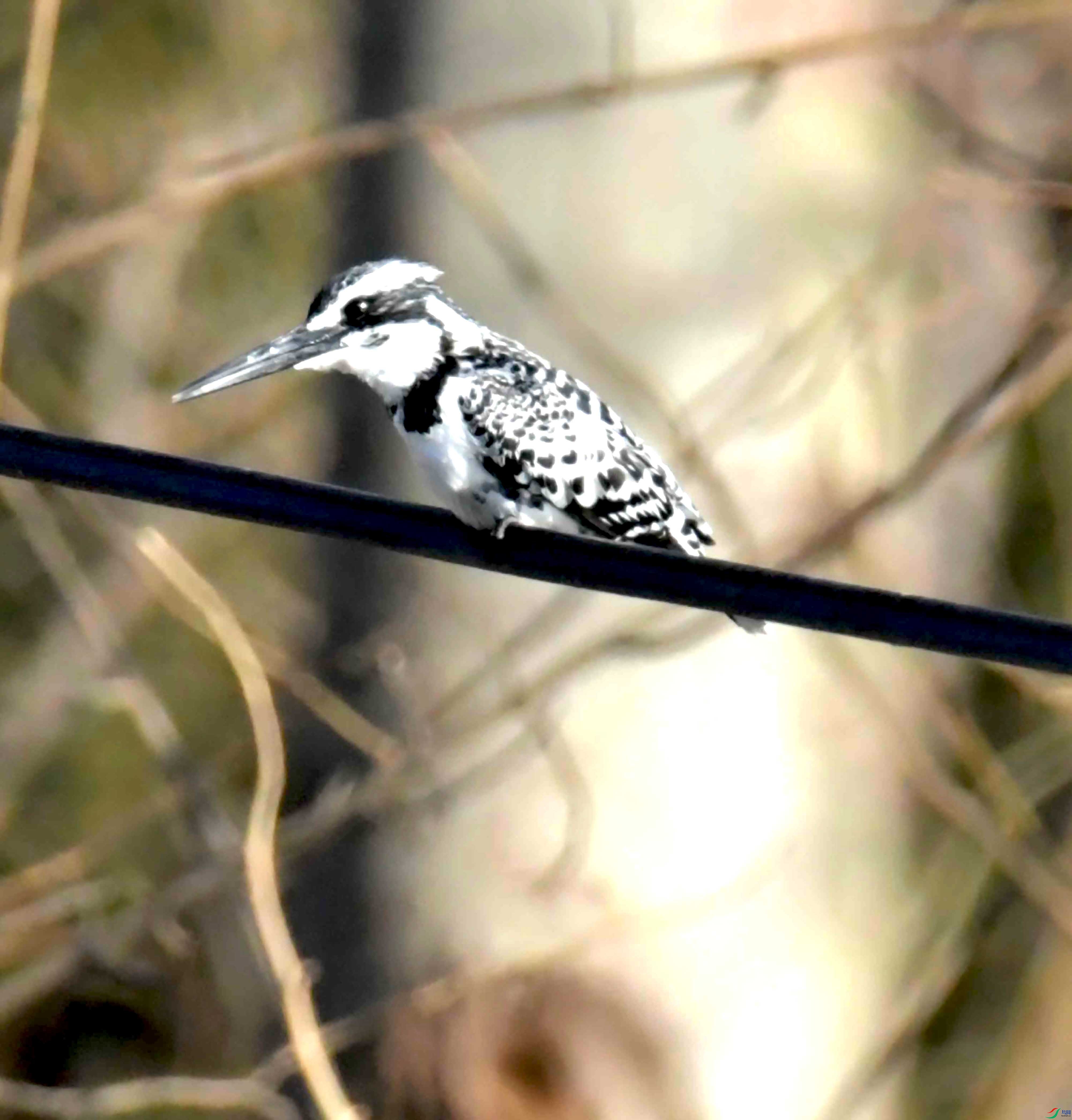 DSC_0786.JPG