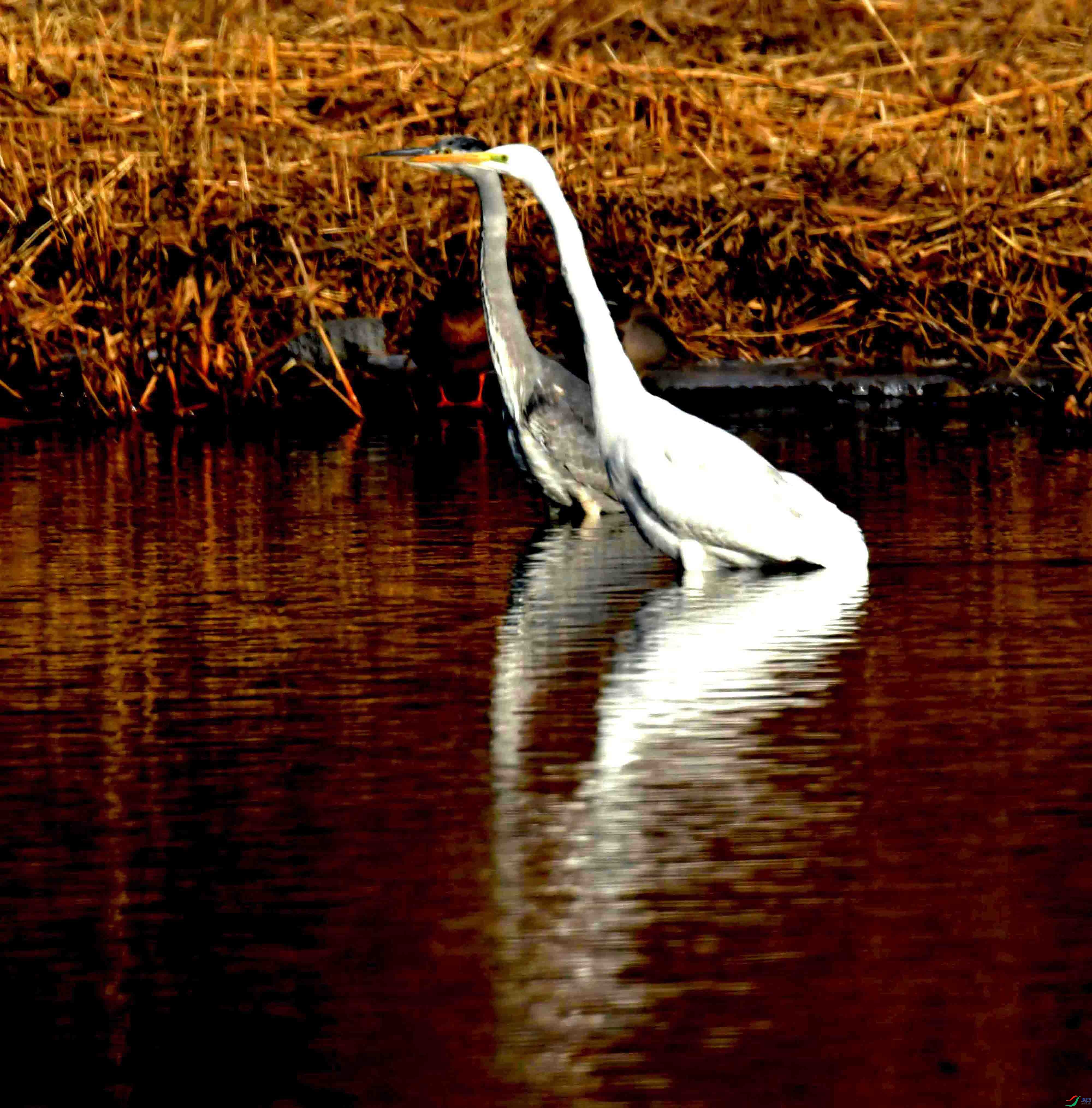 DSC_2602.JPG