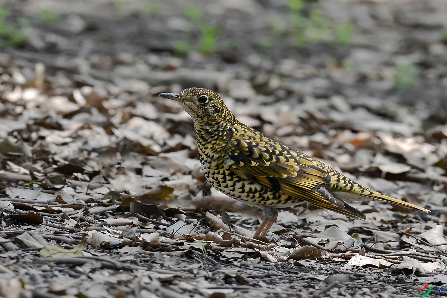 DSC_2032aa.jpg