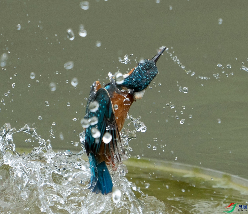 ƴȫ��Ծ��ˮ��