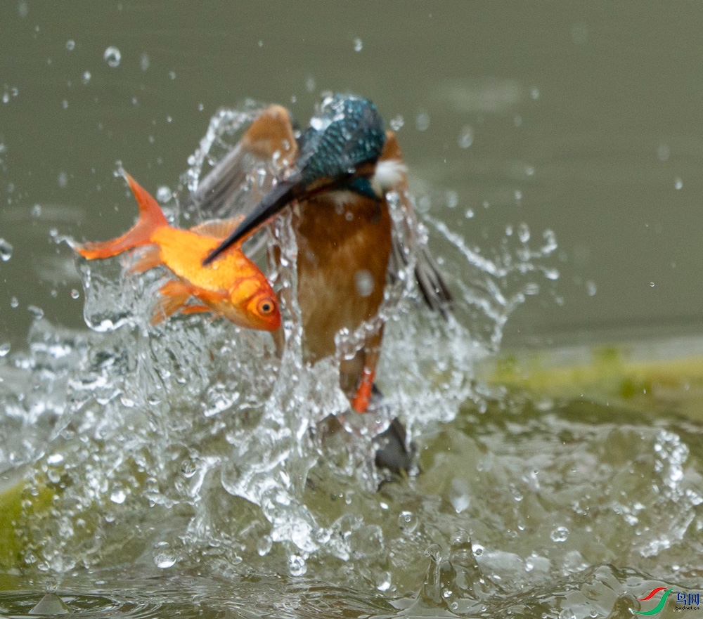 �ɴ�ס����